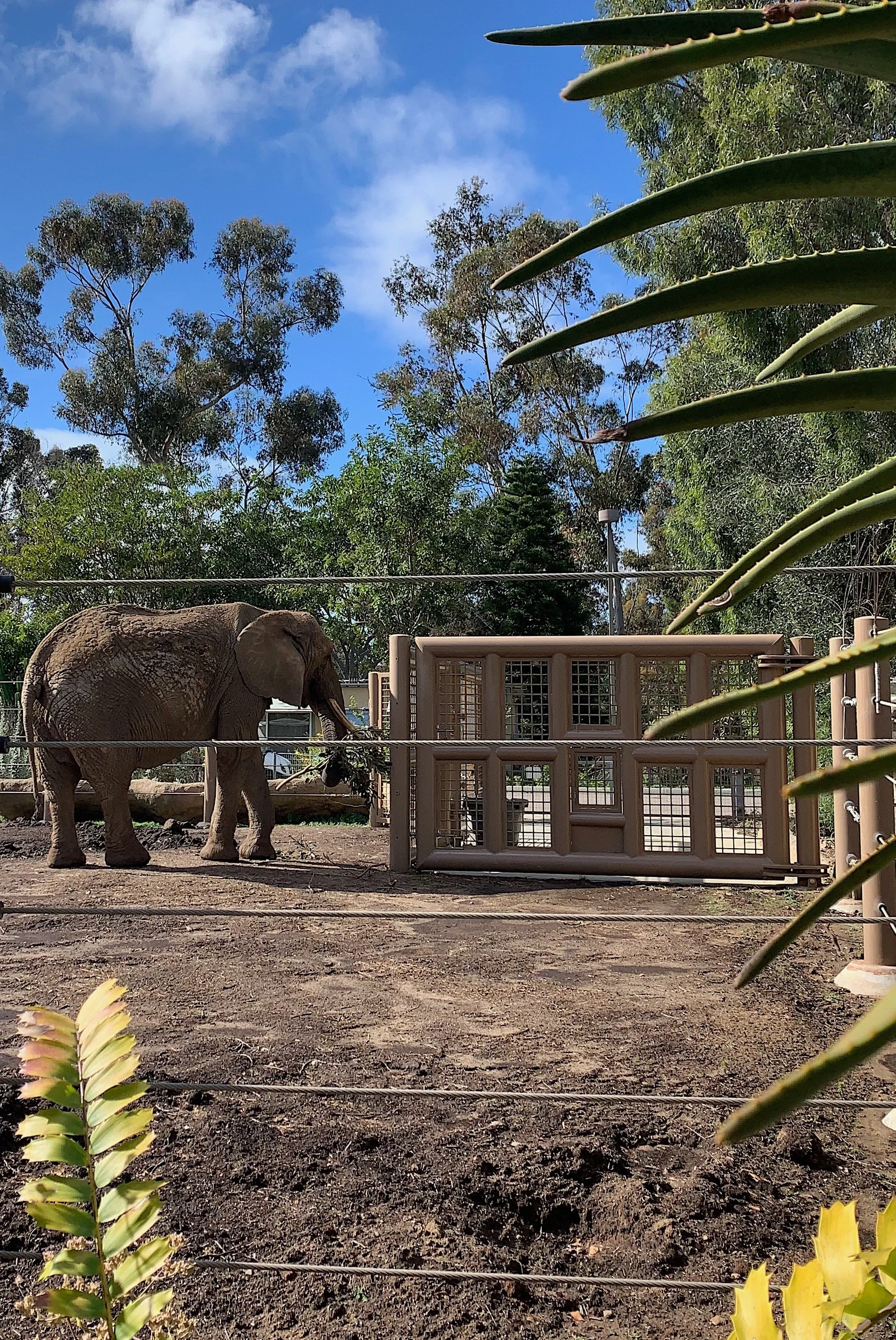 best-time-to-visit-san-diego-zoo-summer.jpg