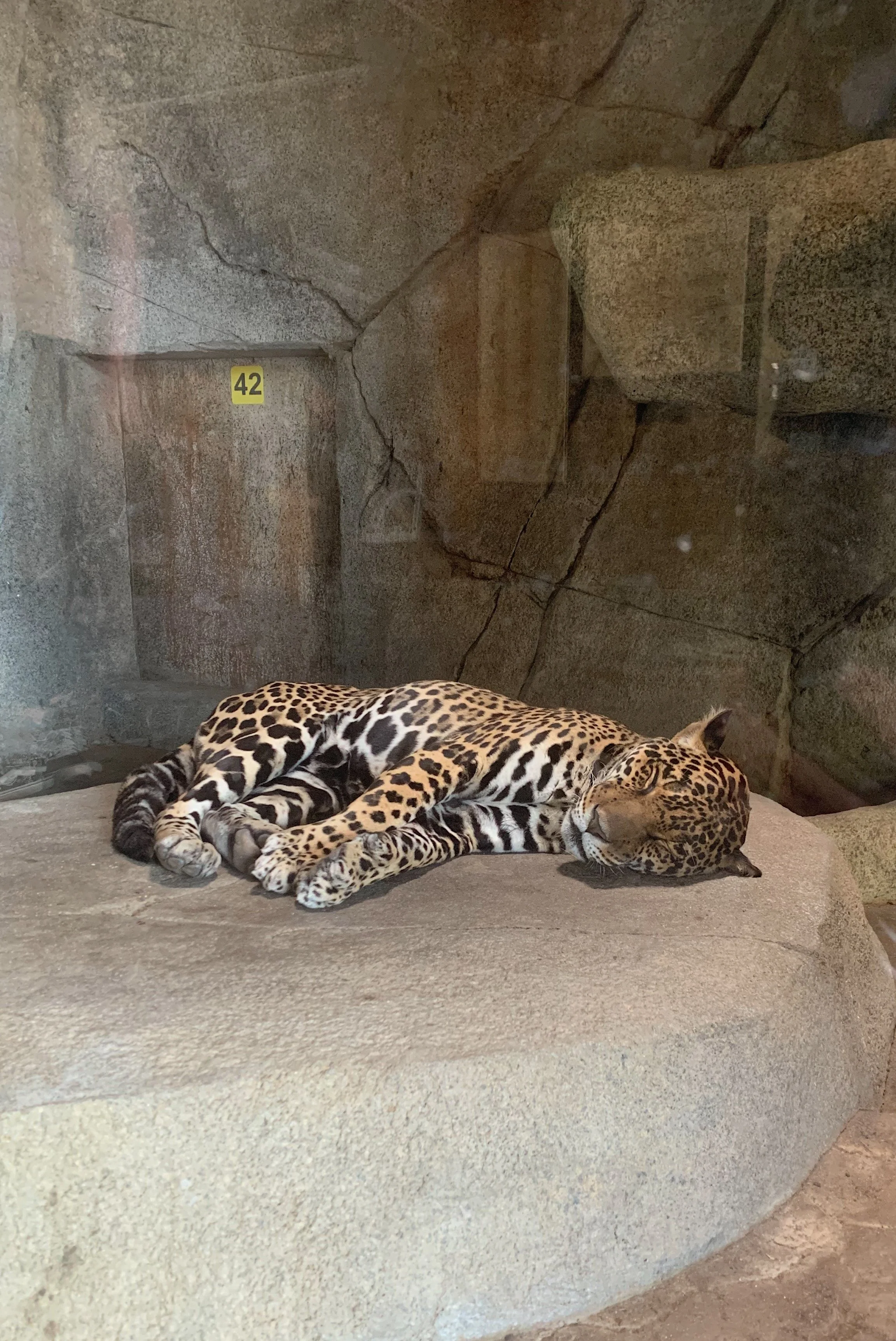 best-time-to-visit-san-diego-zoo-with-kids.jpg