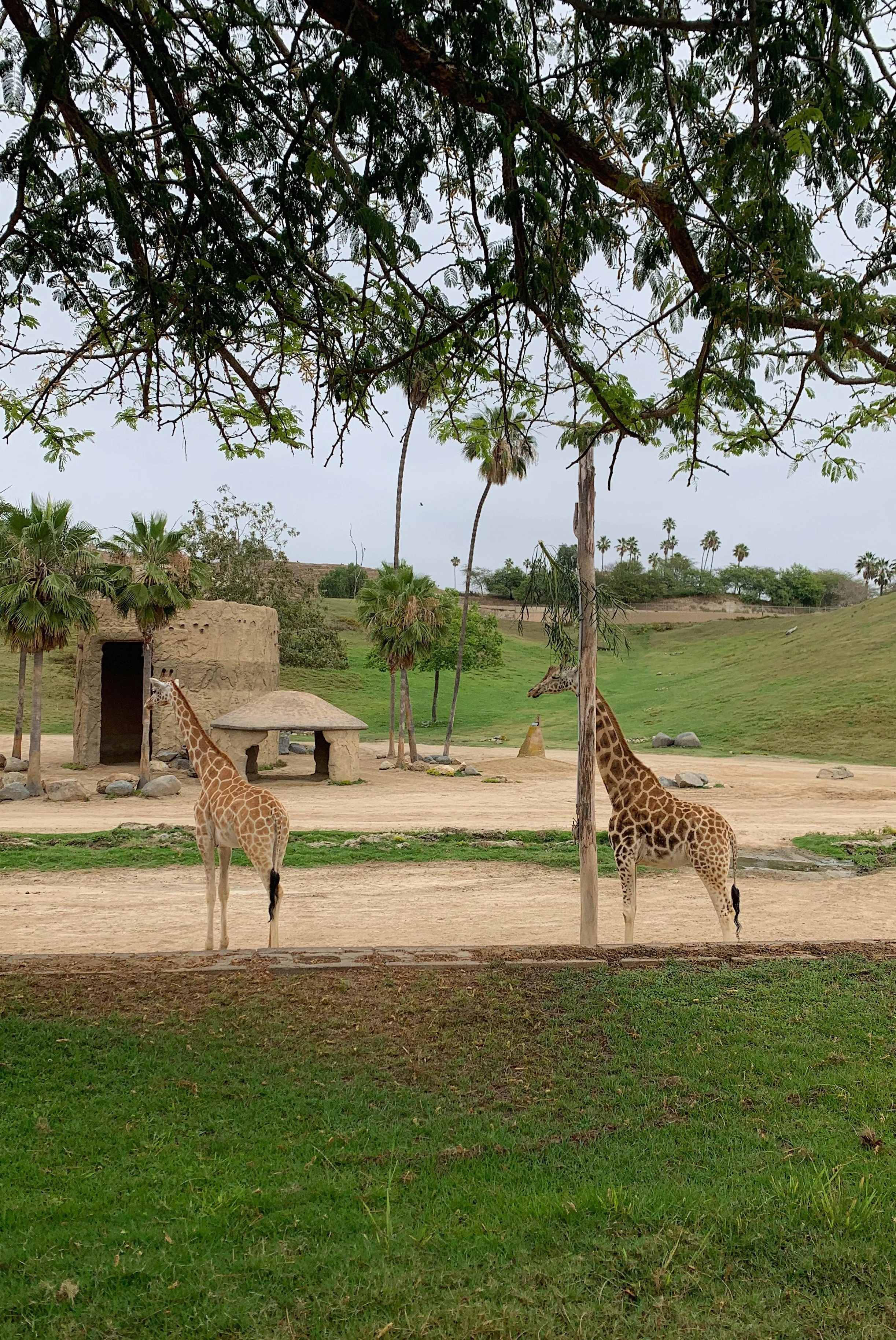 best-time-to-visit-san-diego-safari-kids.jpg