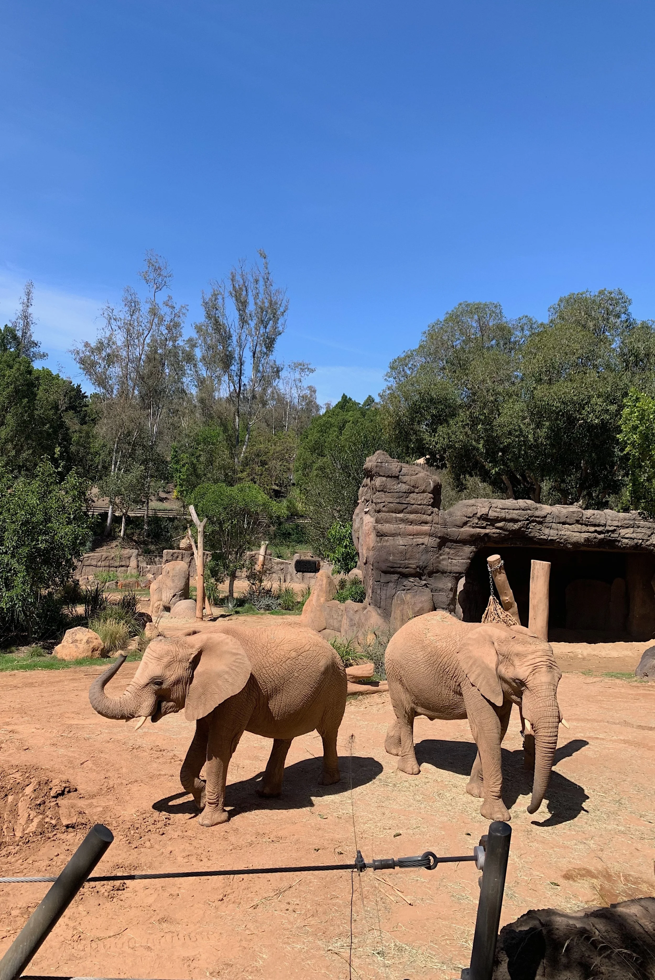 best-time-to-visit-san-diego-safari-summer.jpg