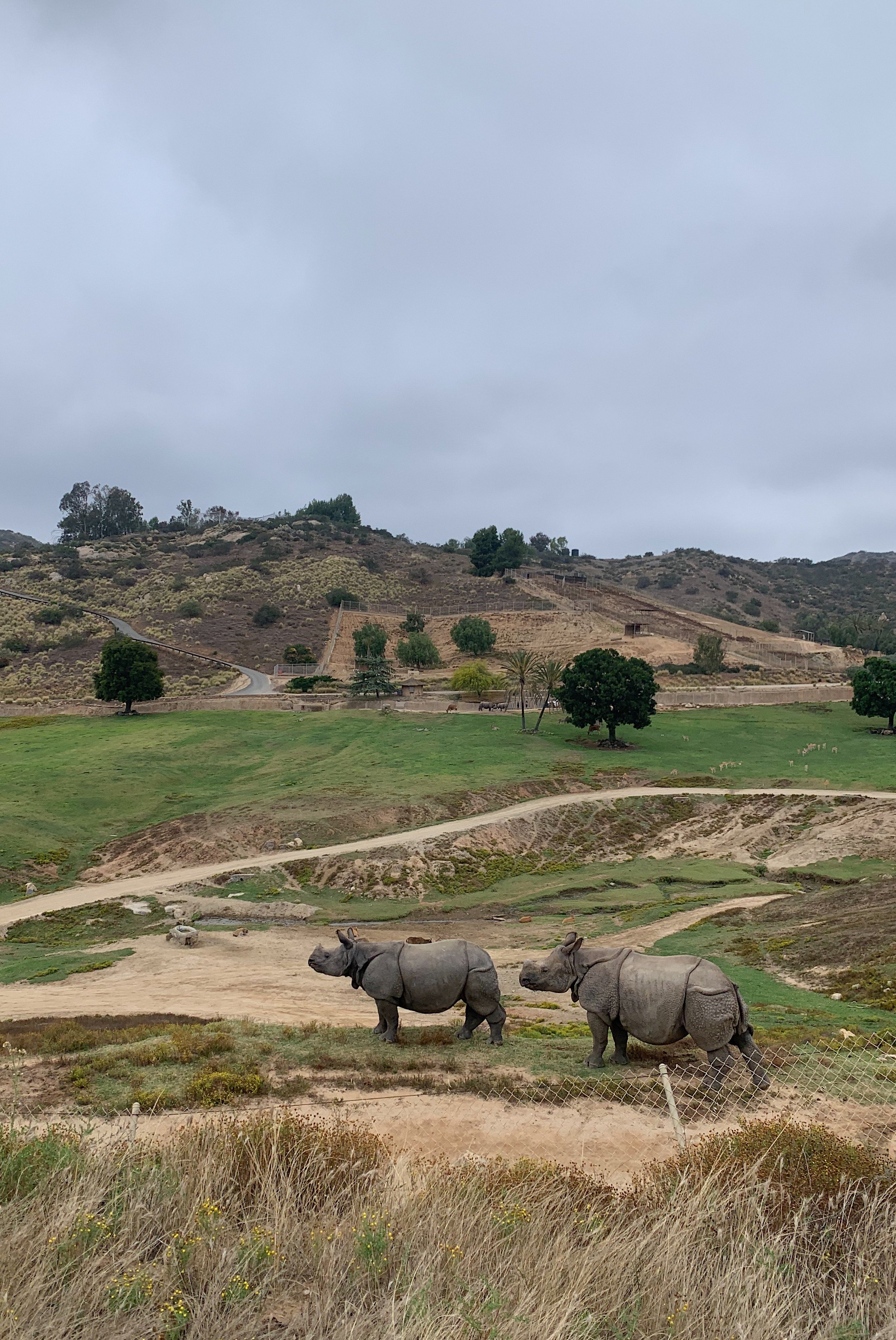 san-diego-safari-park-travel-tips.jpg
