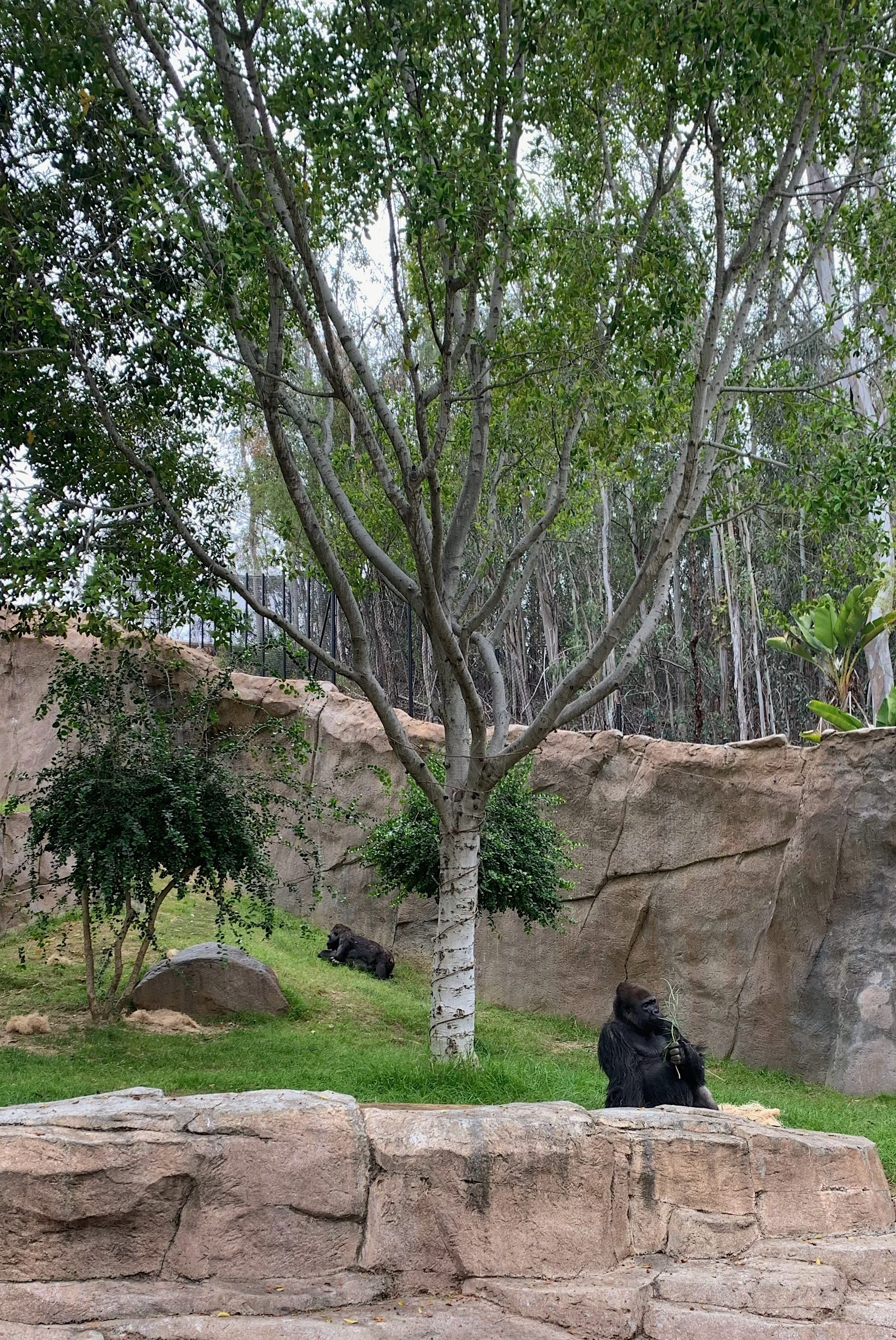 best-san-diego-safari-park-exhibits.jpg