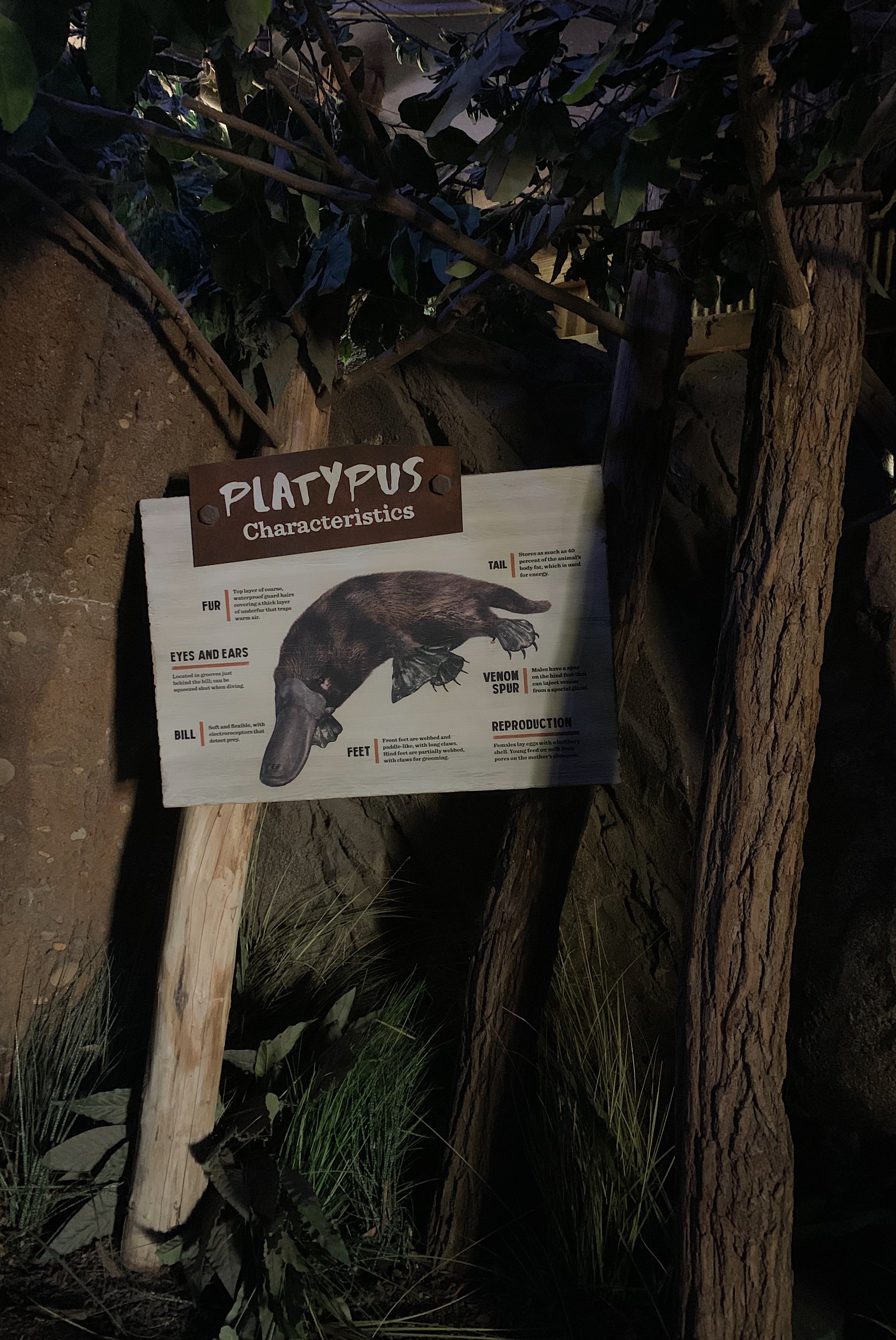 san-diego-safari-park-special-aninals.jpg