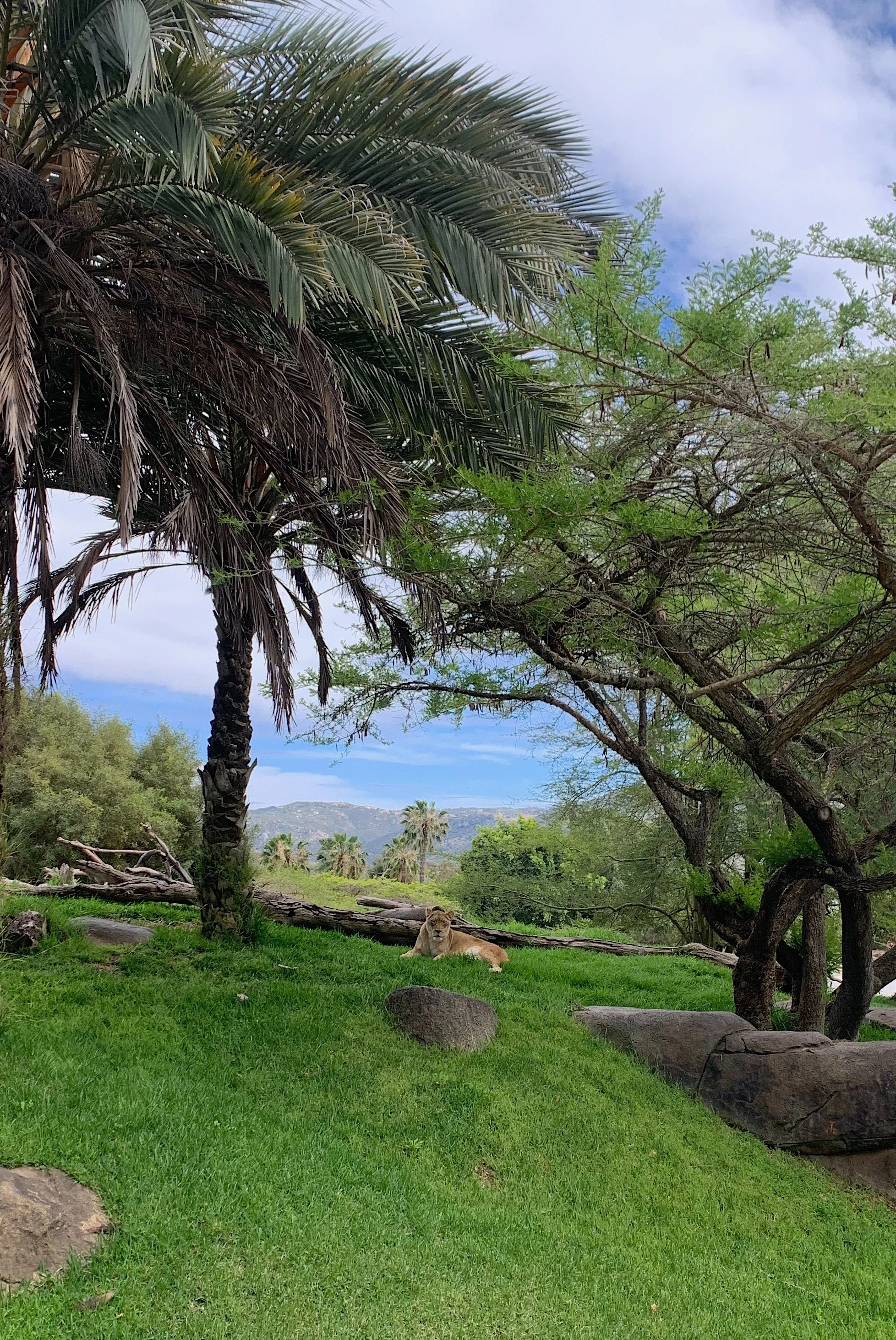 san-diego-safari-park-animals.jpg