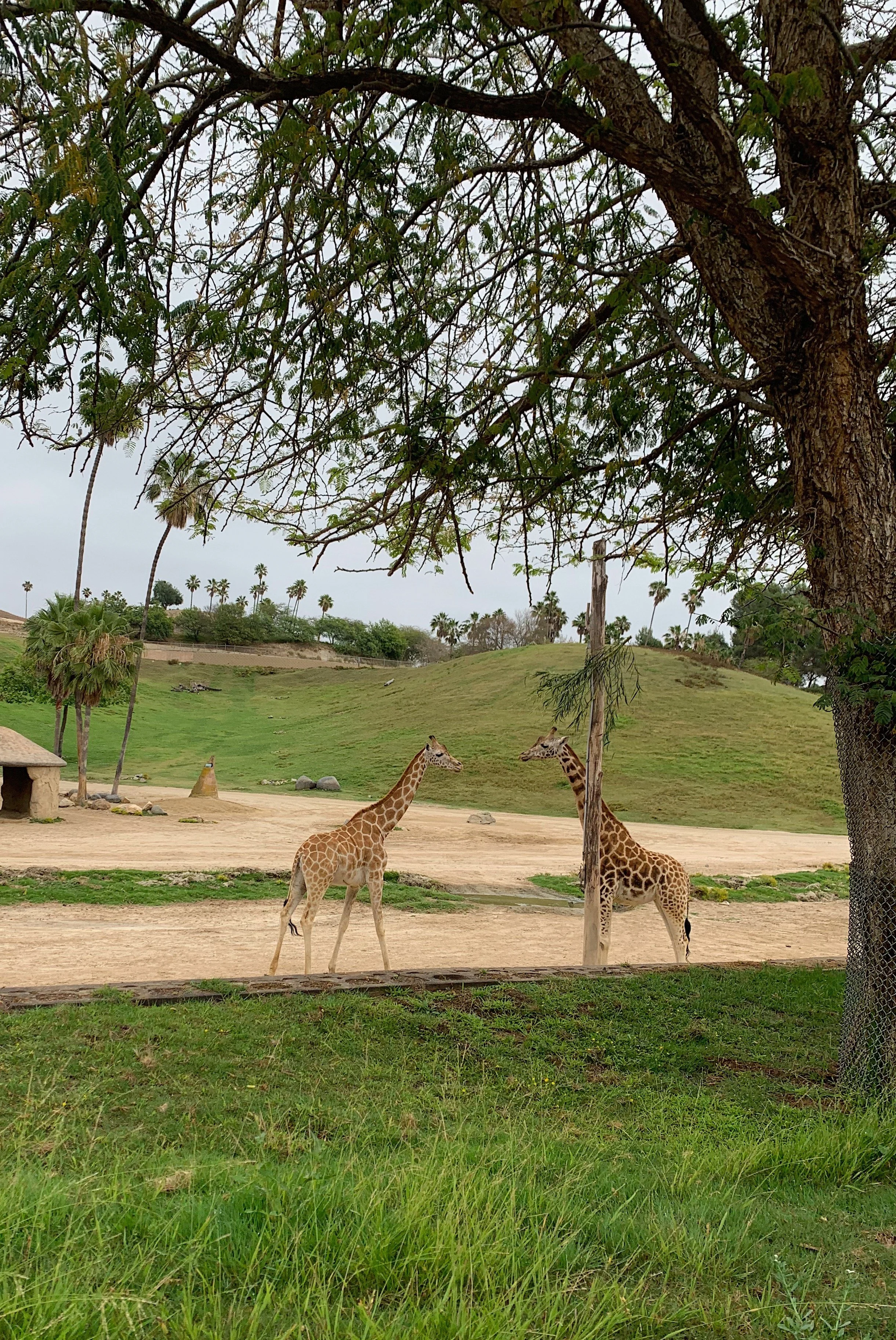 san-diego-safari-park-good-for-animals.jpg