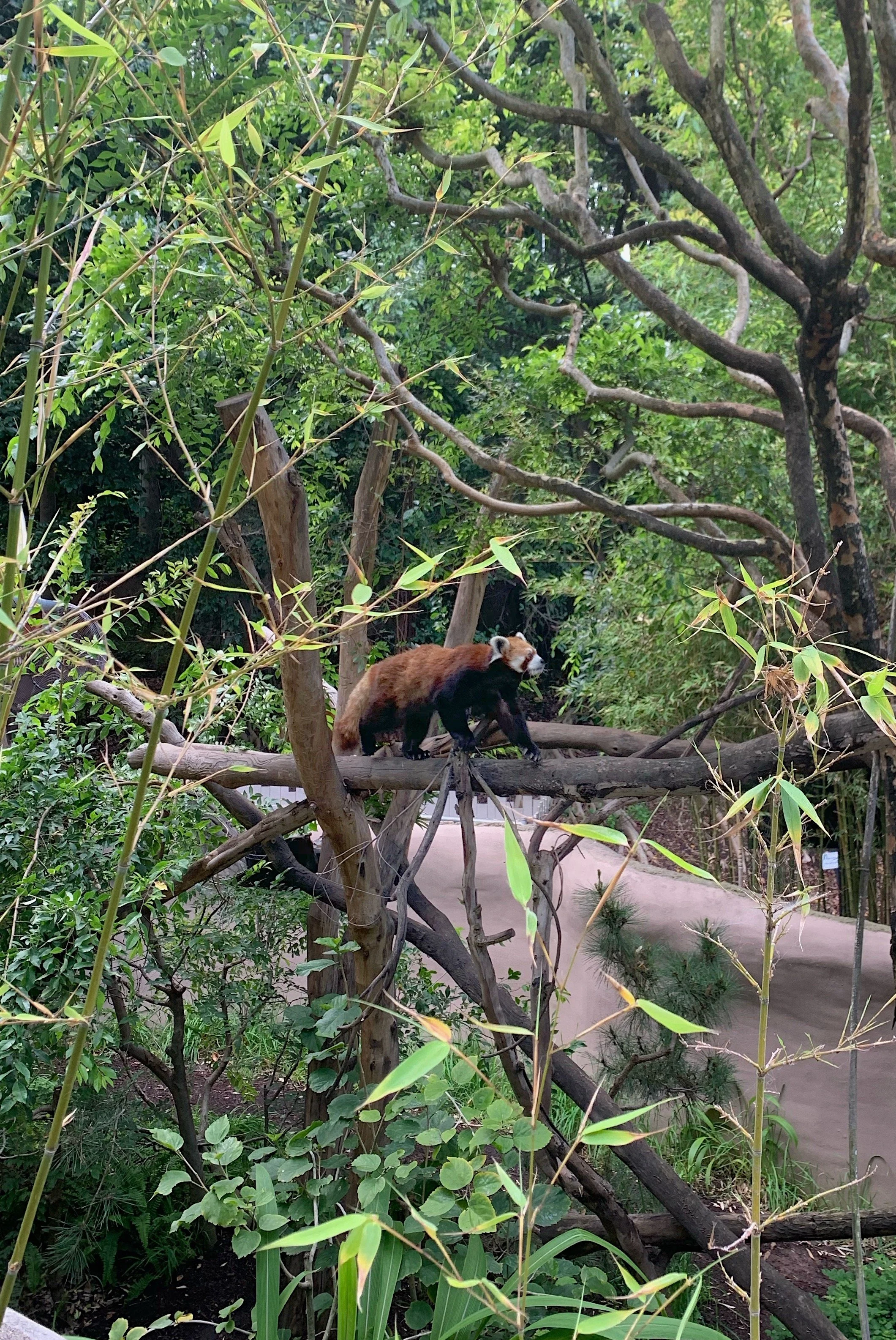 san-diego-zoo-eary-morning-with-pandas-worth-it.jpg