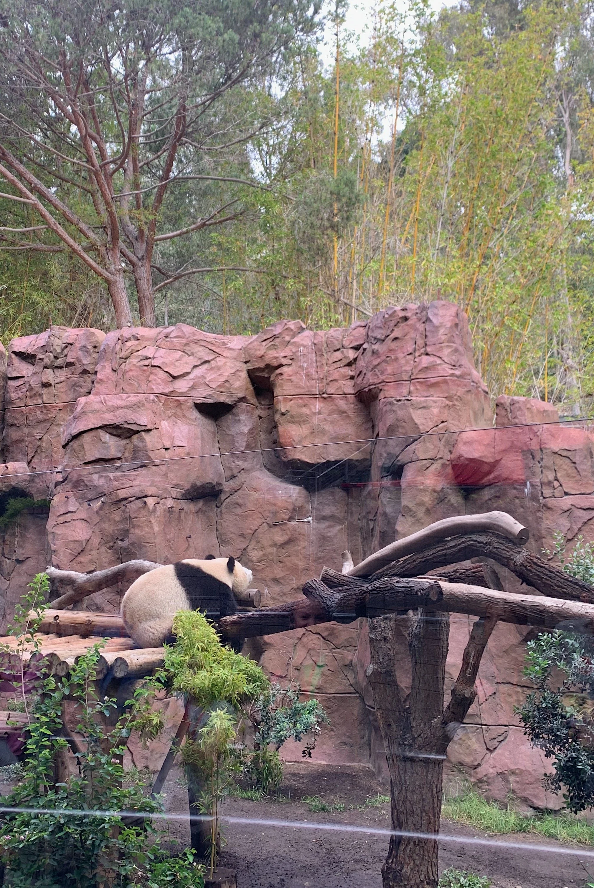 san-diego-zoo-panda-tour-tips.jpg