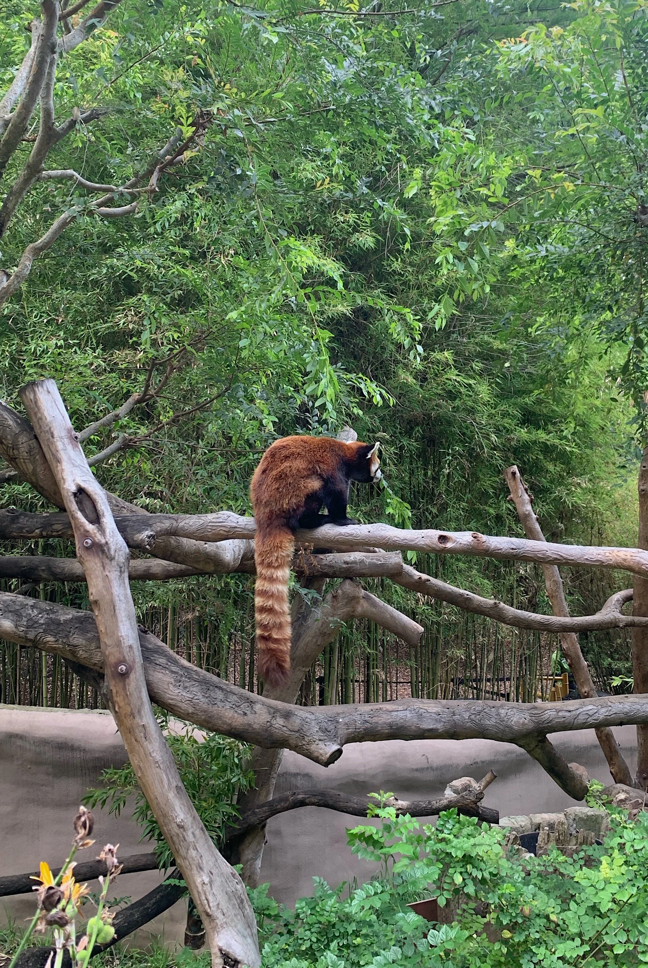 early-morning-with-pandas-walking-tour-red-panda.jpg