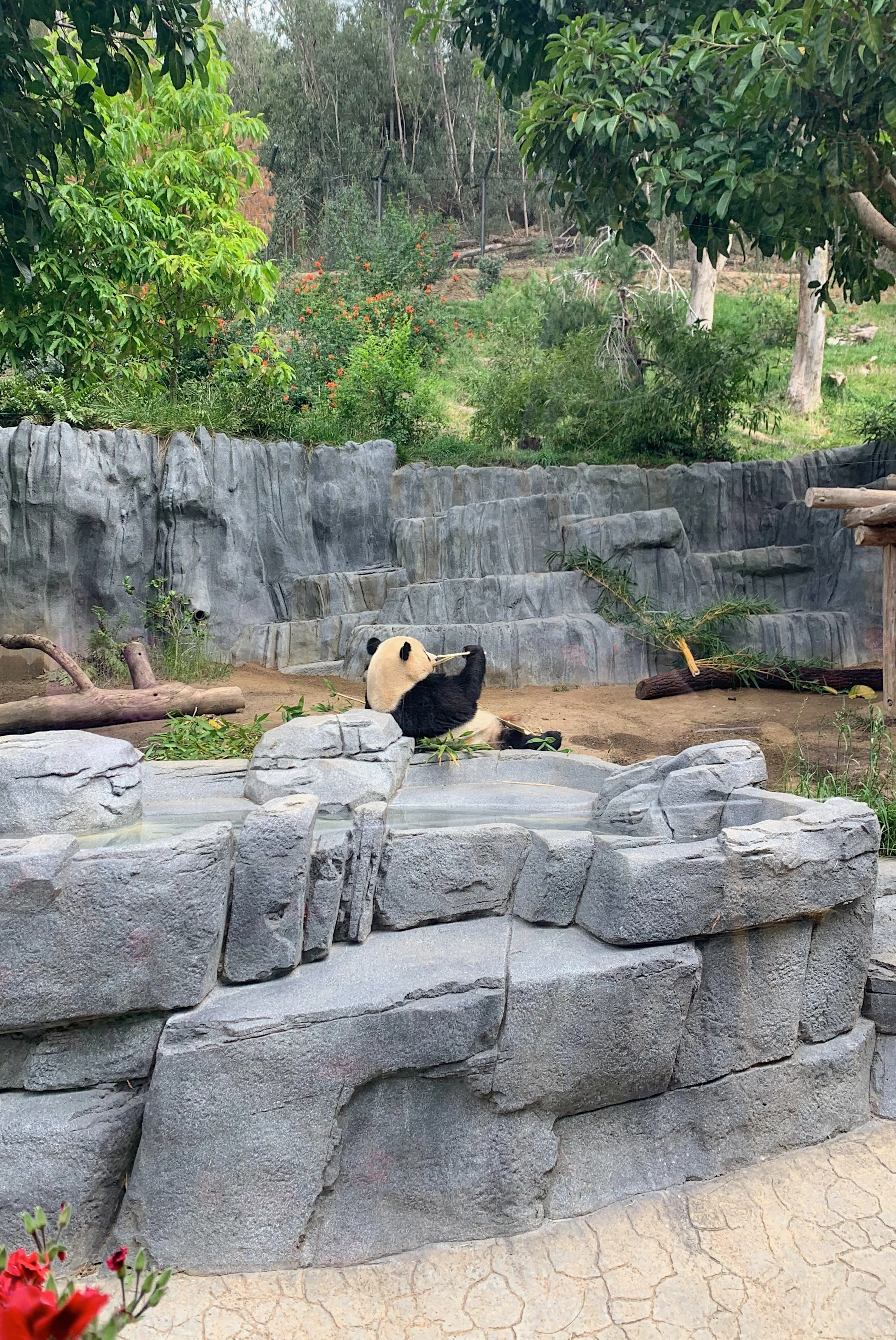 early-morning-with-pandas-walking-tour-worth-it.jpg