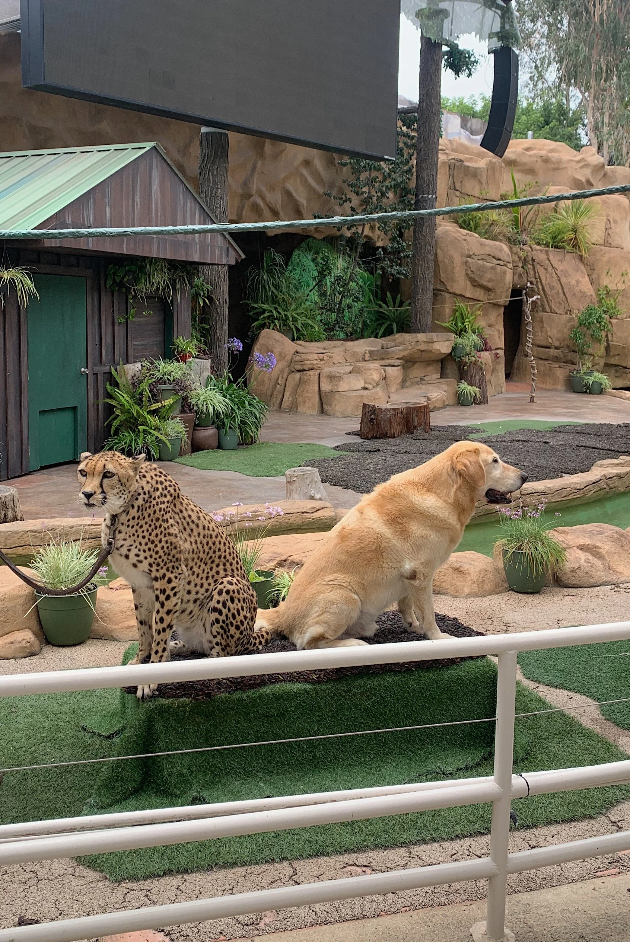 san-diego-zoo-inside-look-deluxe-tour-worth-it.jpg