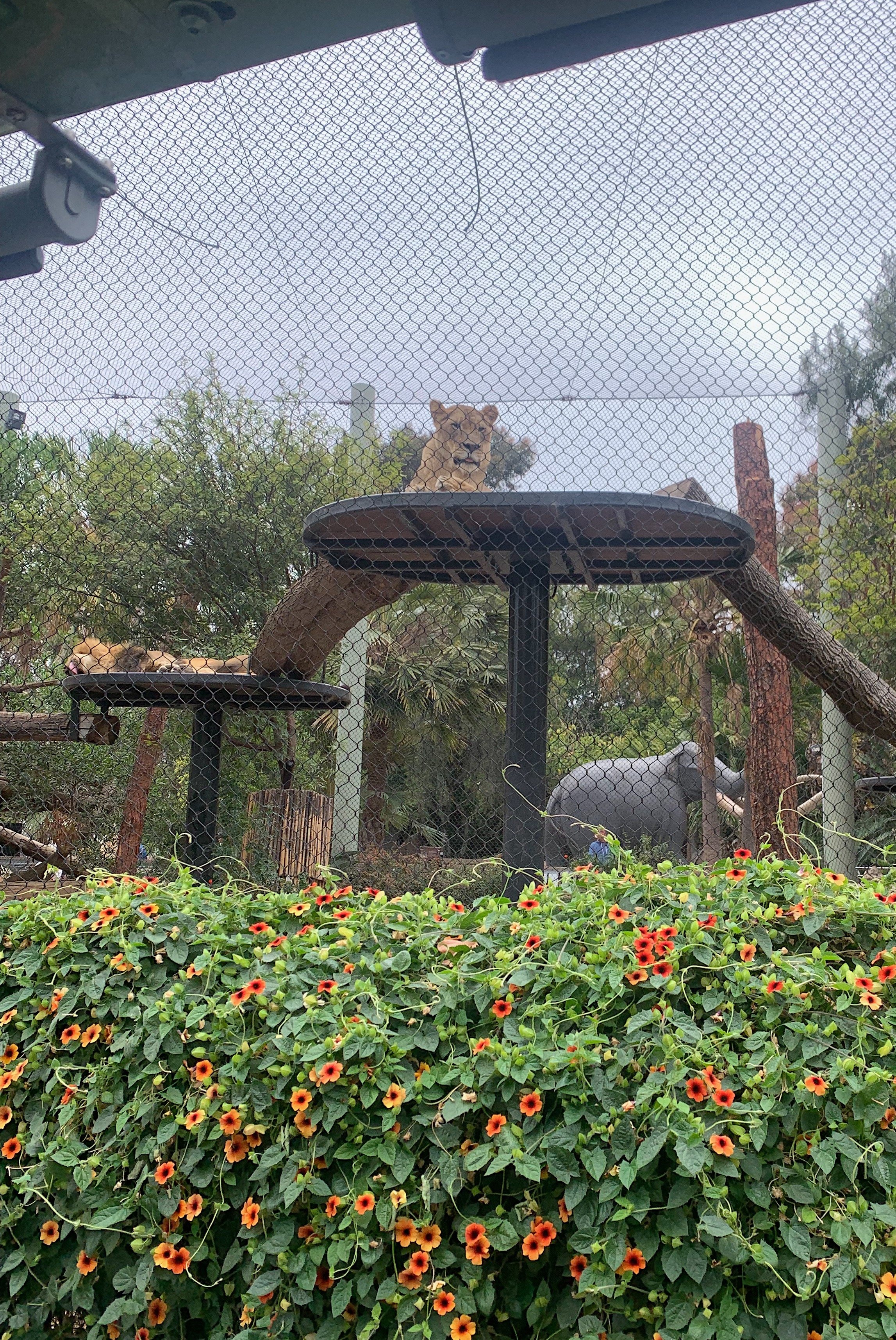 san-diego-zoo-inside-look-lions.jpg
