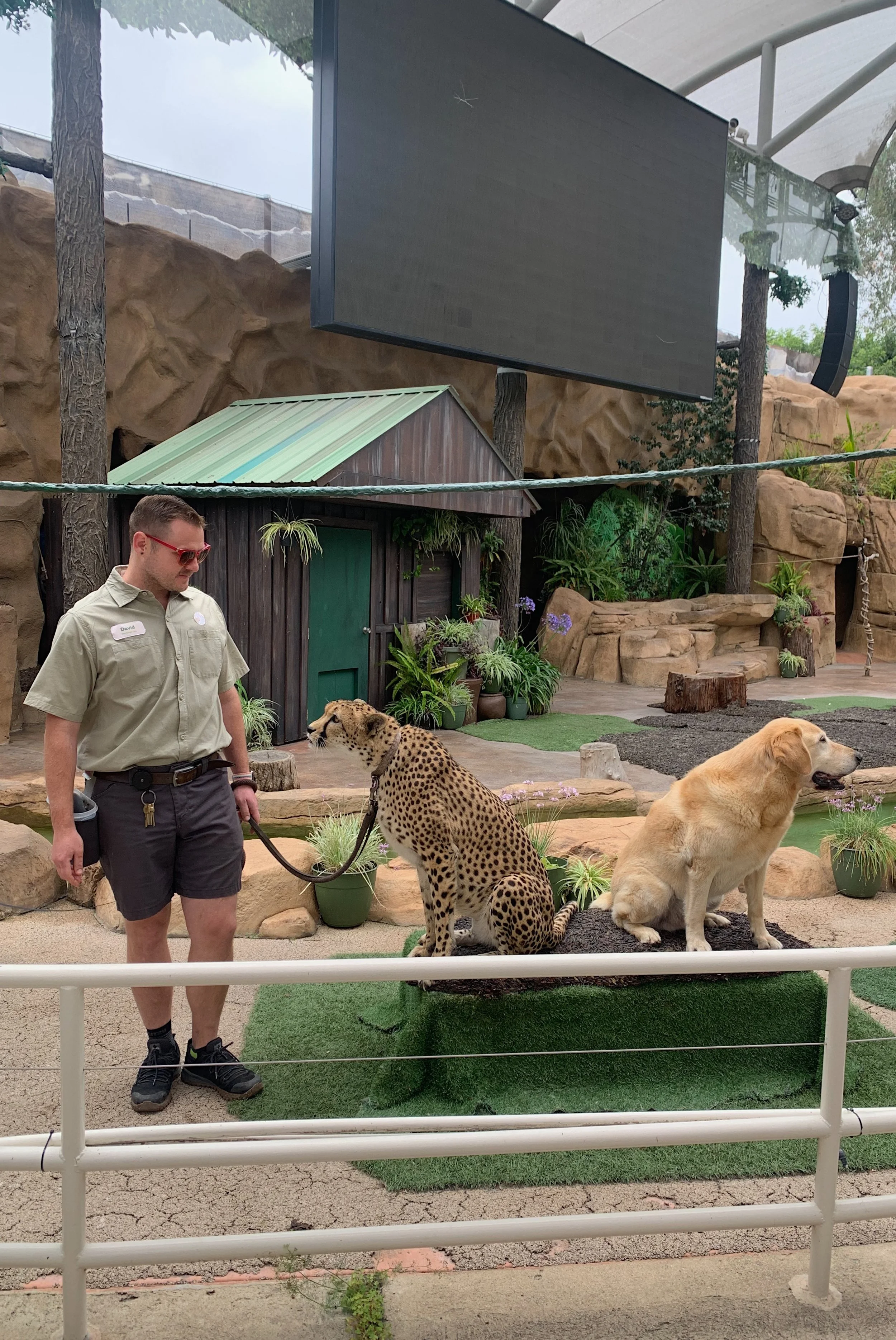 san-diego-zoo-crazy-about-cats-tour-review.jpg