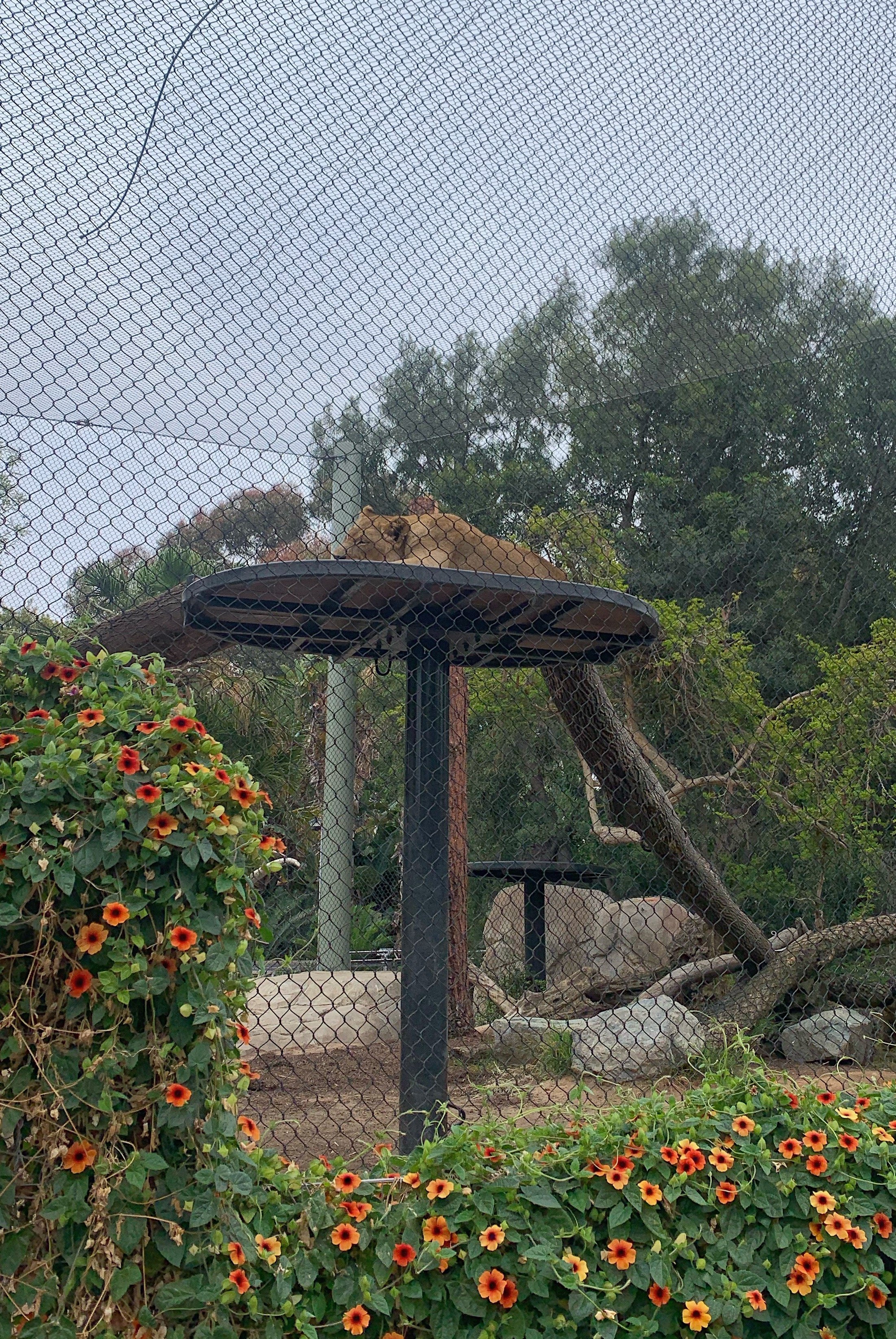 is-san-diego-zoo-inside-look-tour-worth-it.jpg