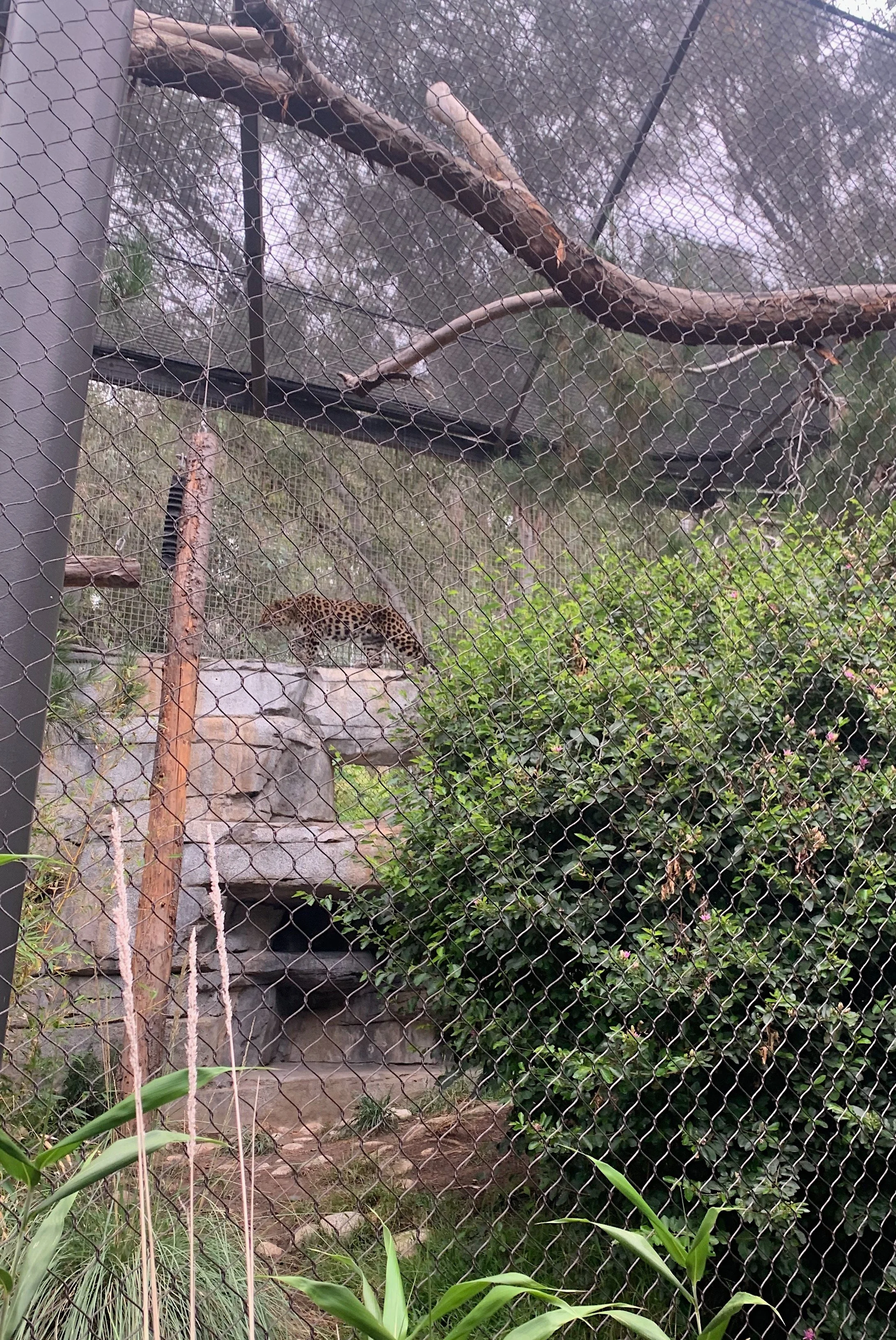 san-diego-zoo-inside-look-tour.jpg