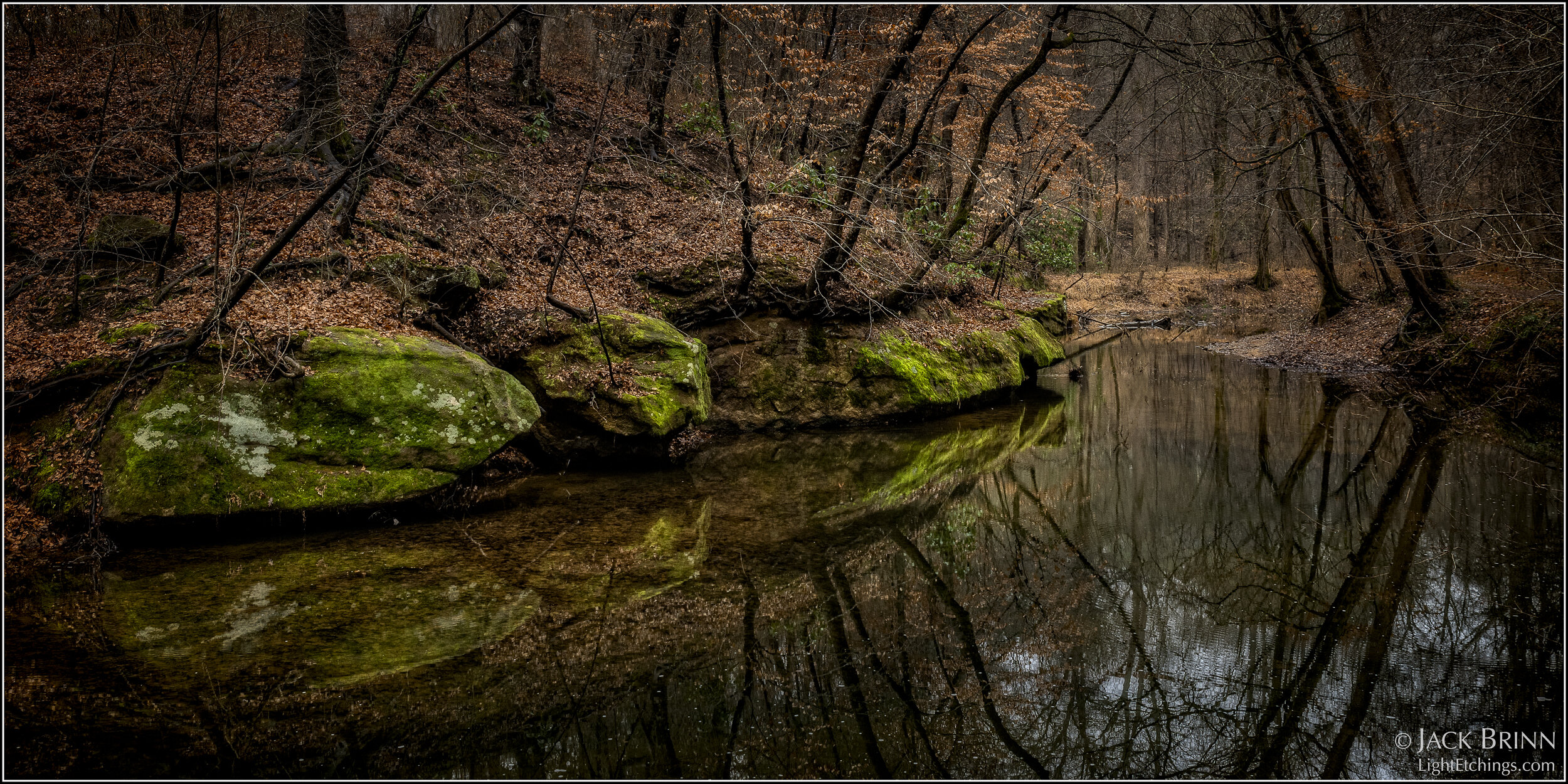 Deep Forest Reflections