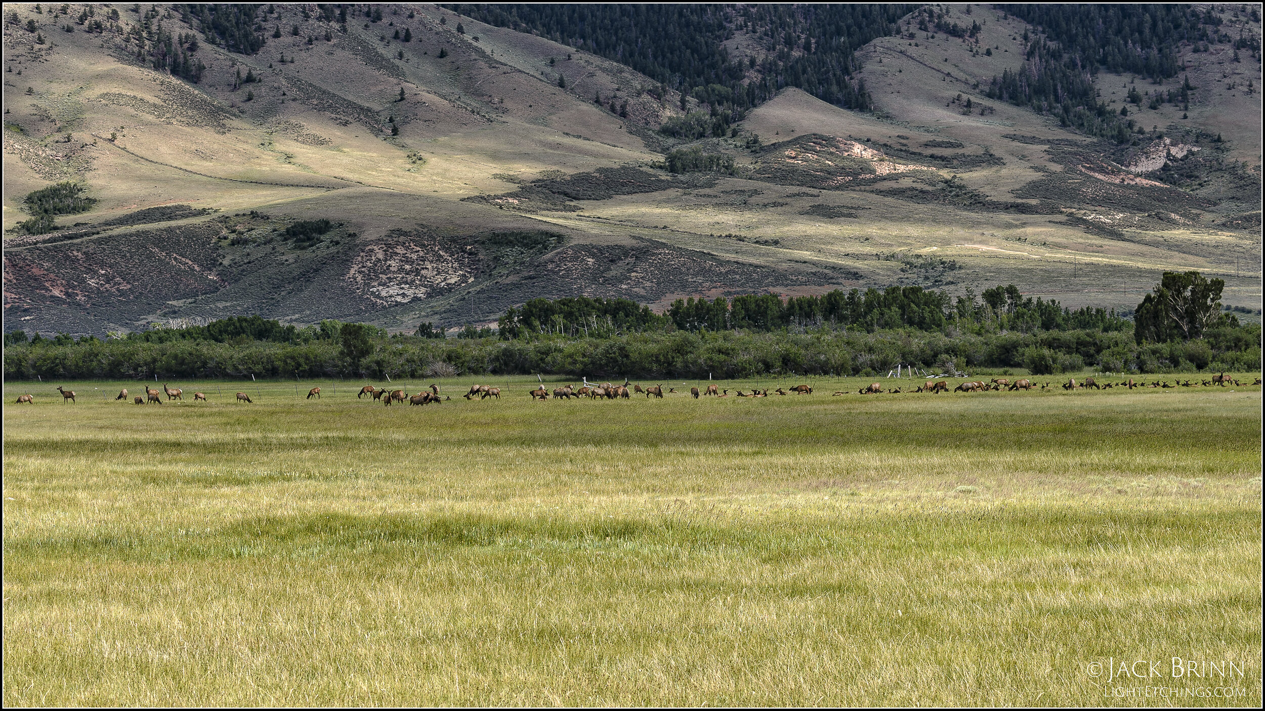 Elk, Little Laramie Valley...