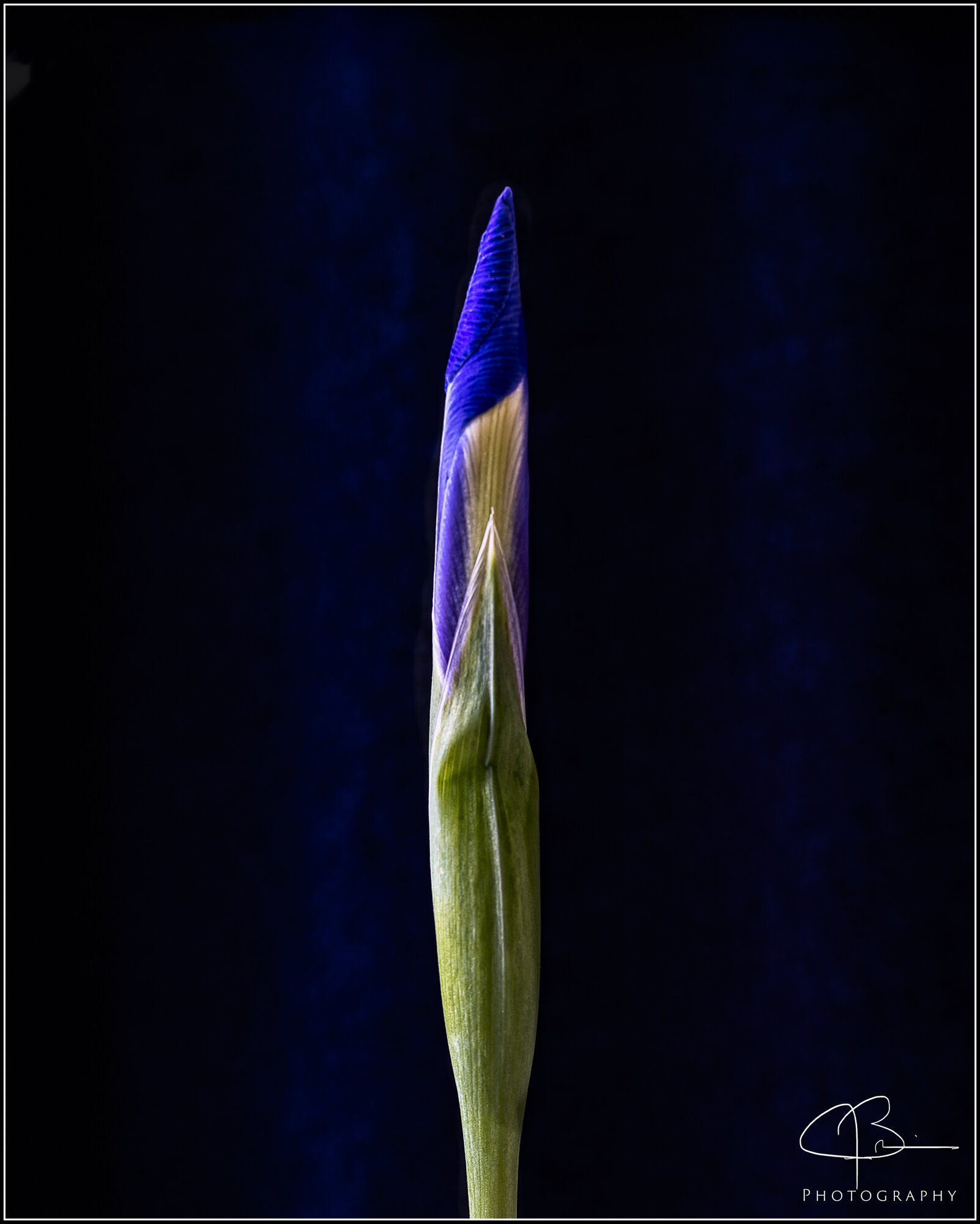 Iris Bud From Neighbor's Garden...