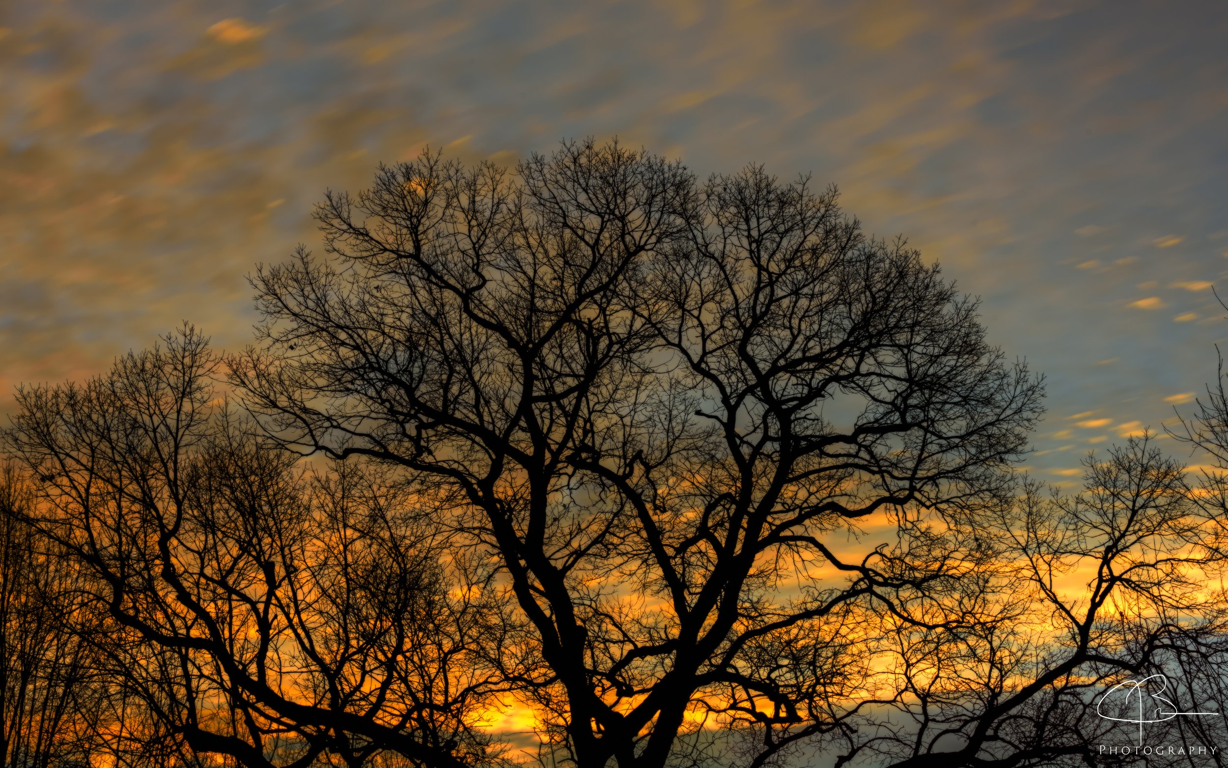 Sunrise, Camden Oak