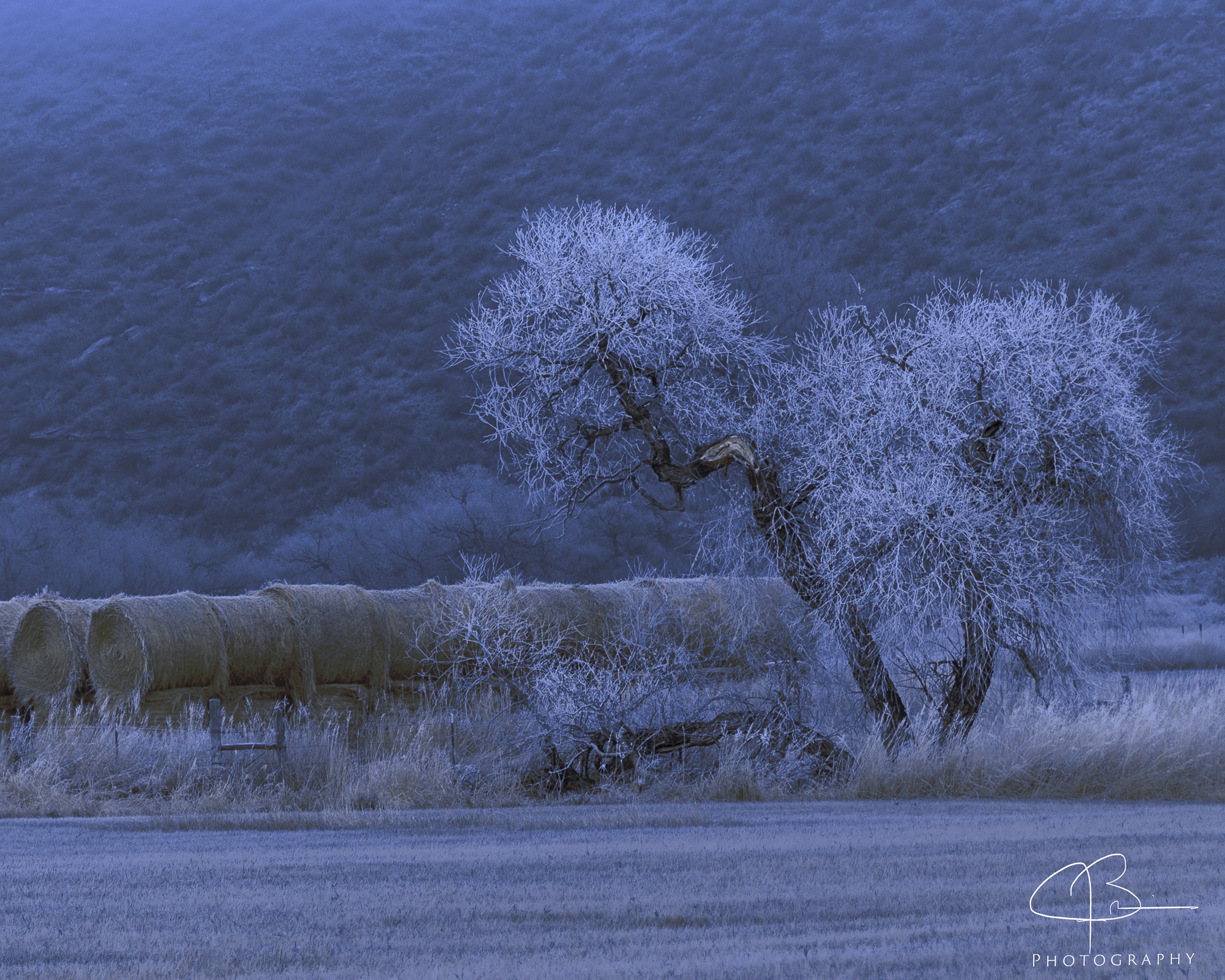 Cottonwoods With Hoar Frost