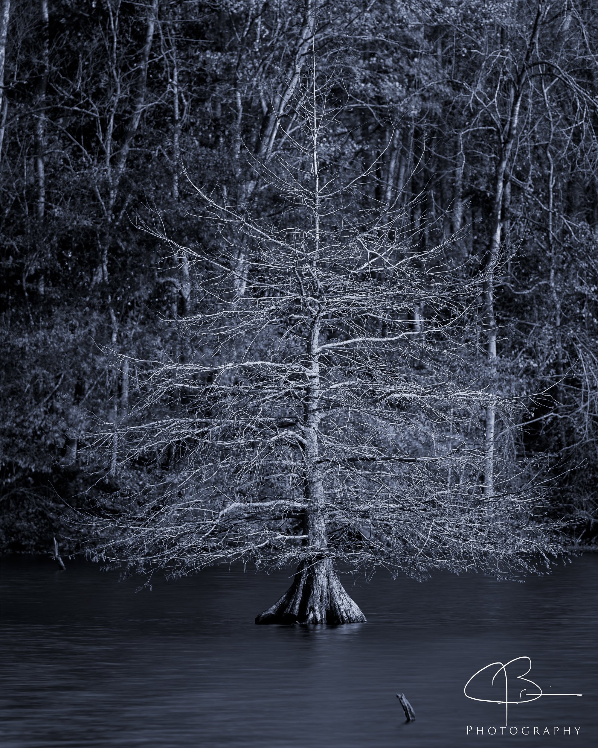 Swamp Cypress