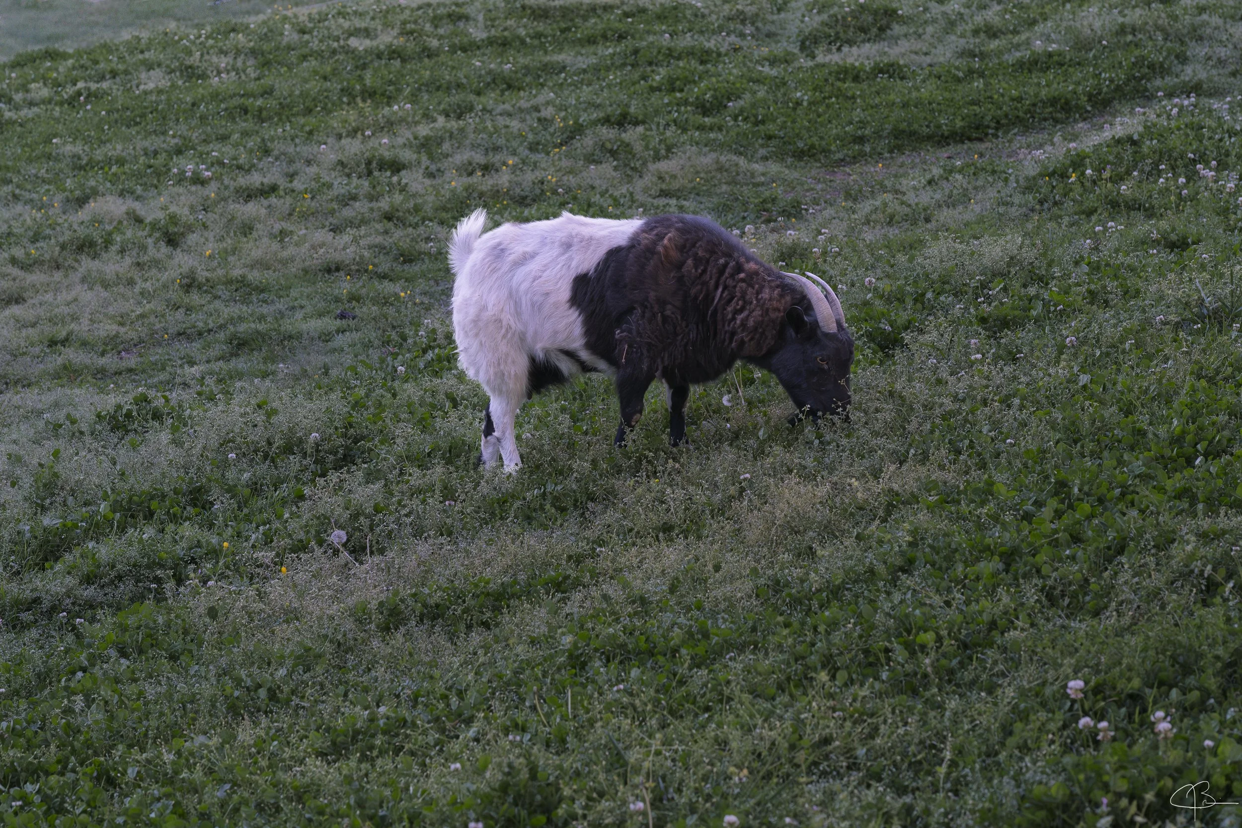 BeltedGoat6-.jpg