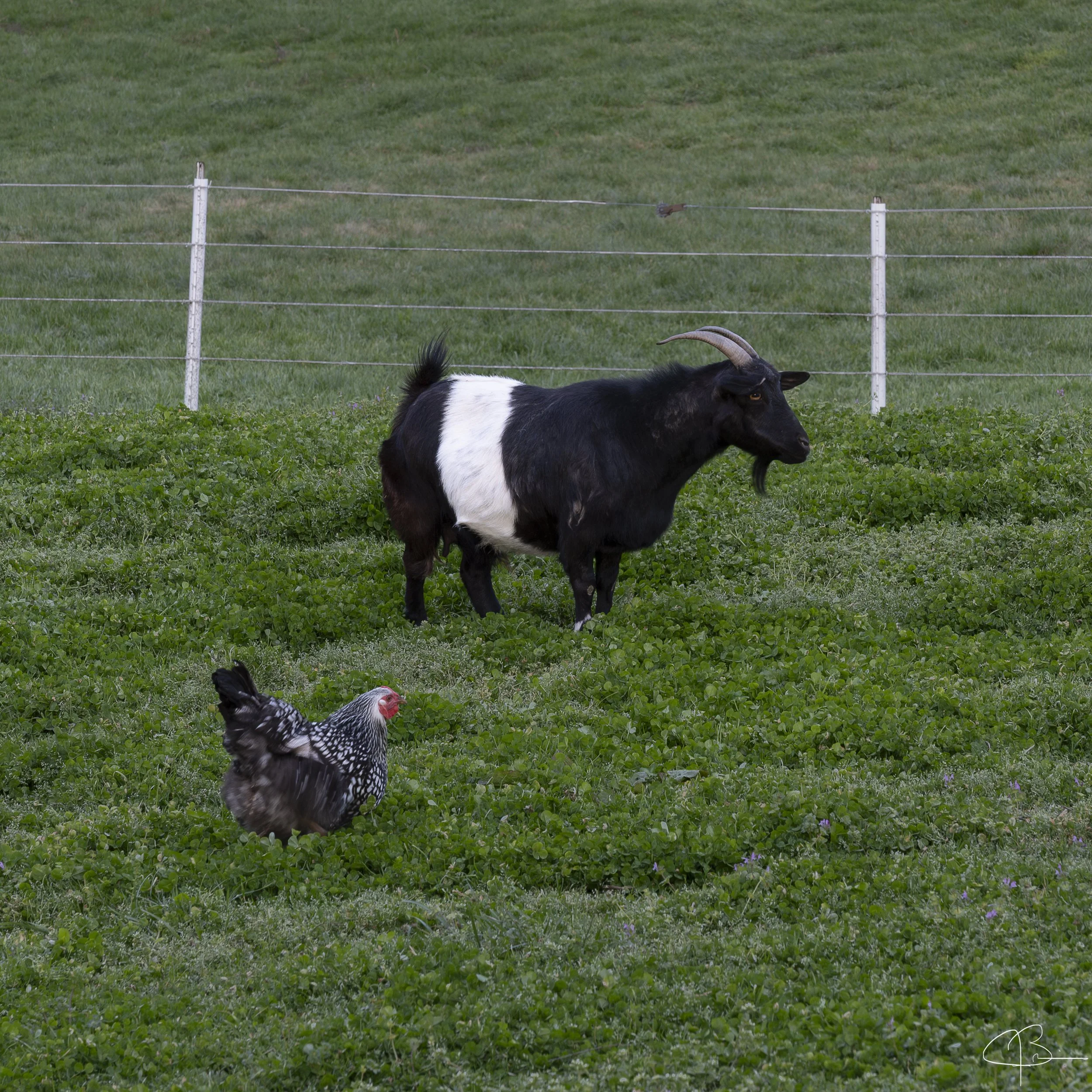 BeltedGoat31-.jpg