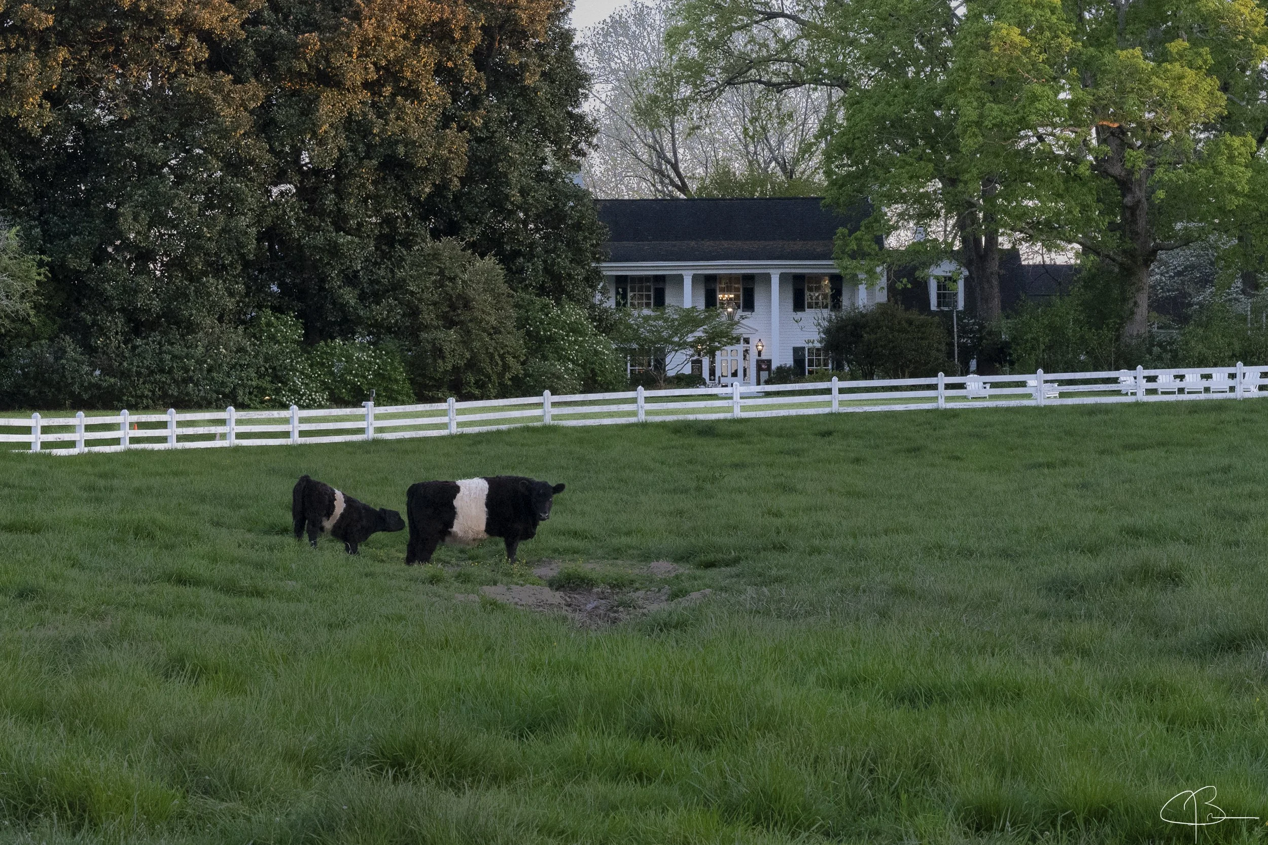BeltedGoat5-.jpg