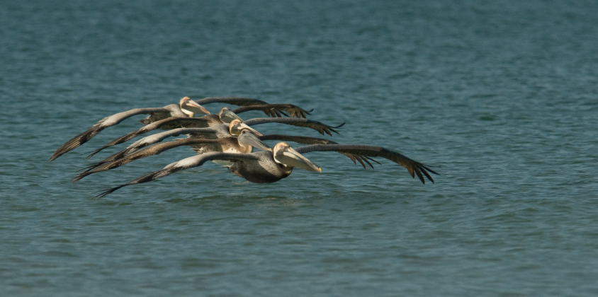 brown-pelican-flying-formation-mia-mcpherson-0315-new.jpg