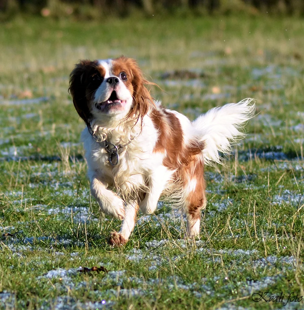 Cavalier king charles spaniel Nikita_013.jpg