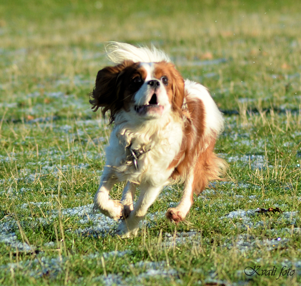 Cavalier king charles spaniel Nikita_014.jpg