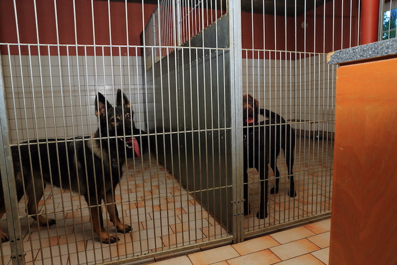 Hundepension indendørs indhegning