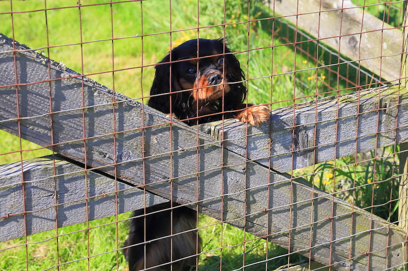 Hundepension udendørs indhegning