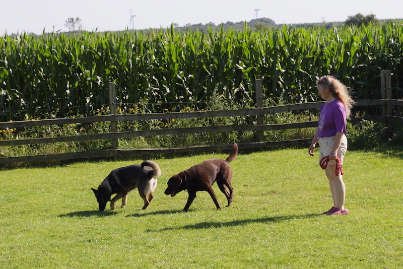 Hundepension udendørs indhegning