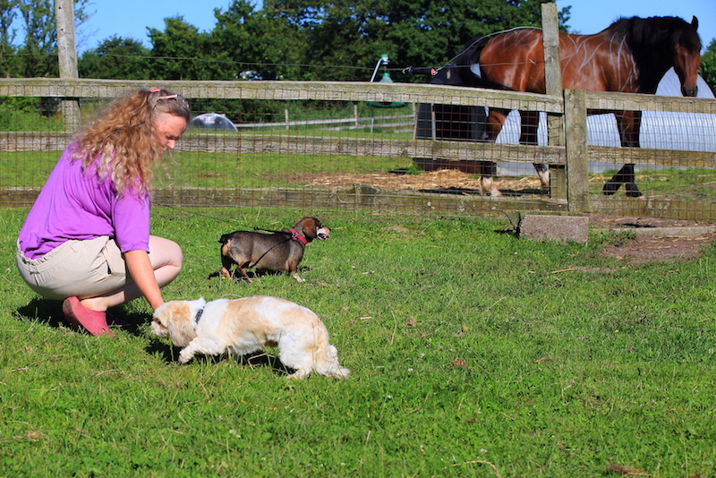 Hundepension udendørs indhegning