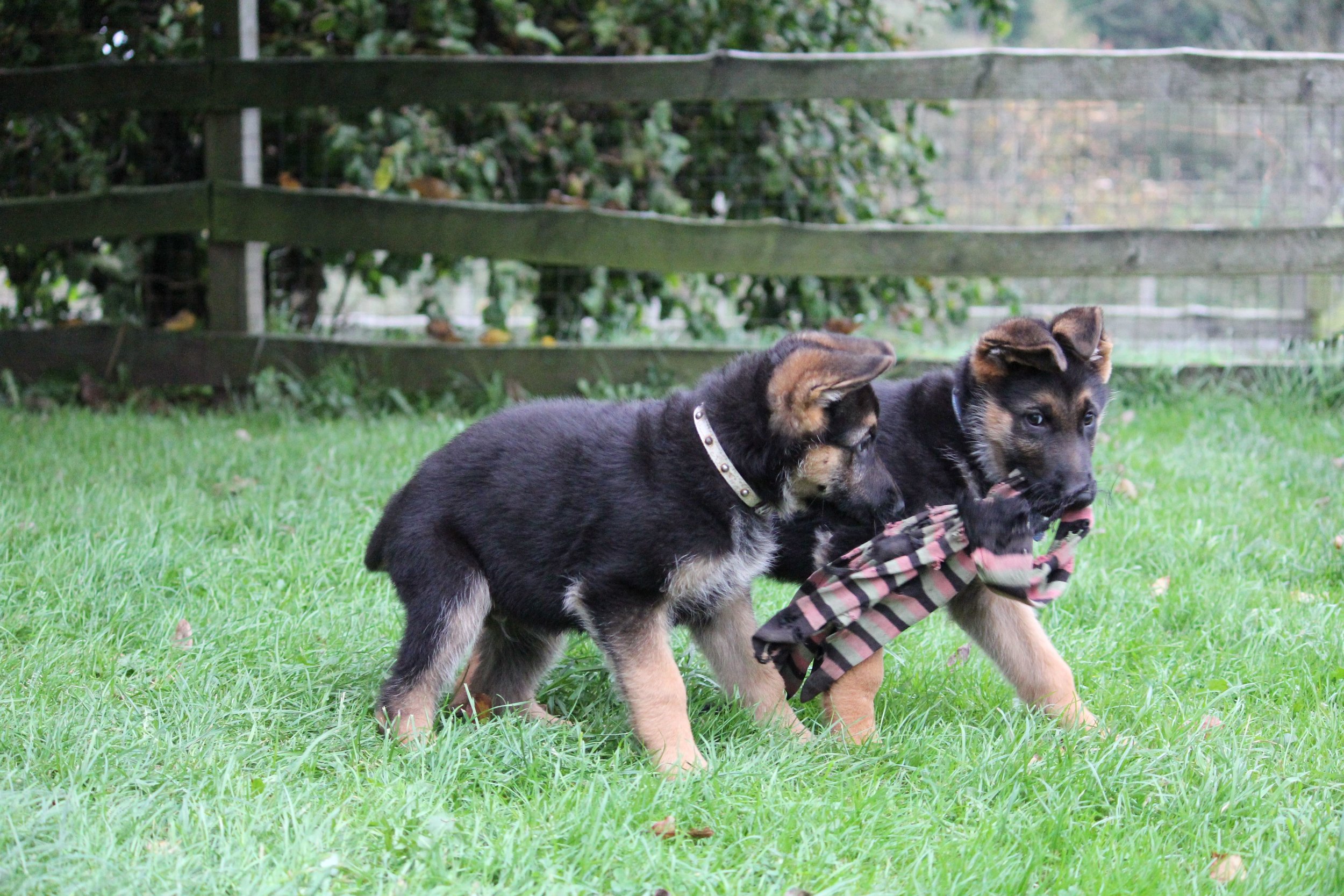 Schæferhvalpe fra Kennel Roager