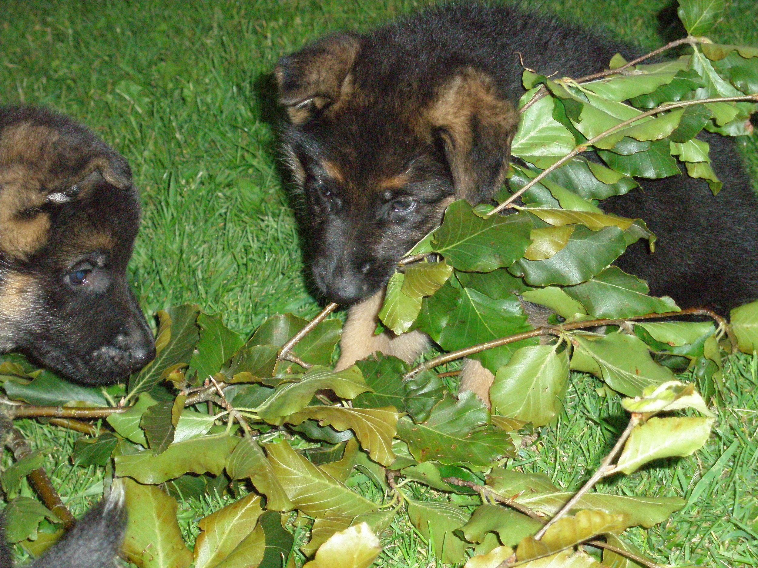 Schæferhvalpe fra Kennel Roager