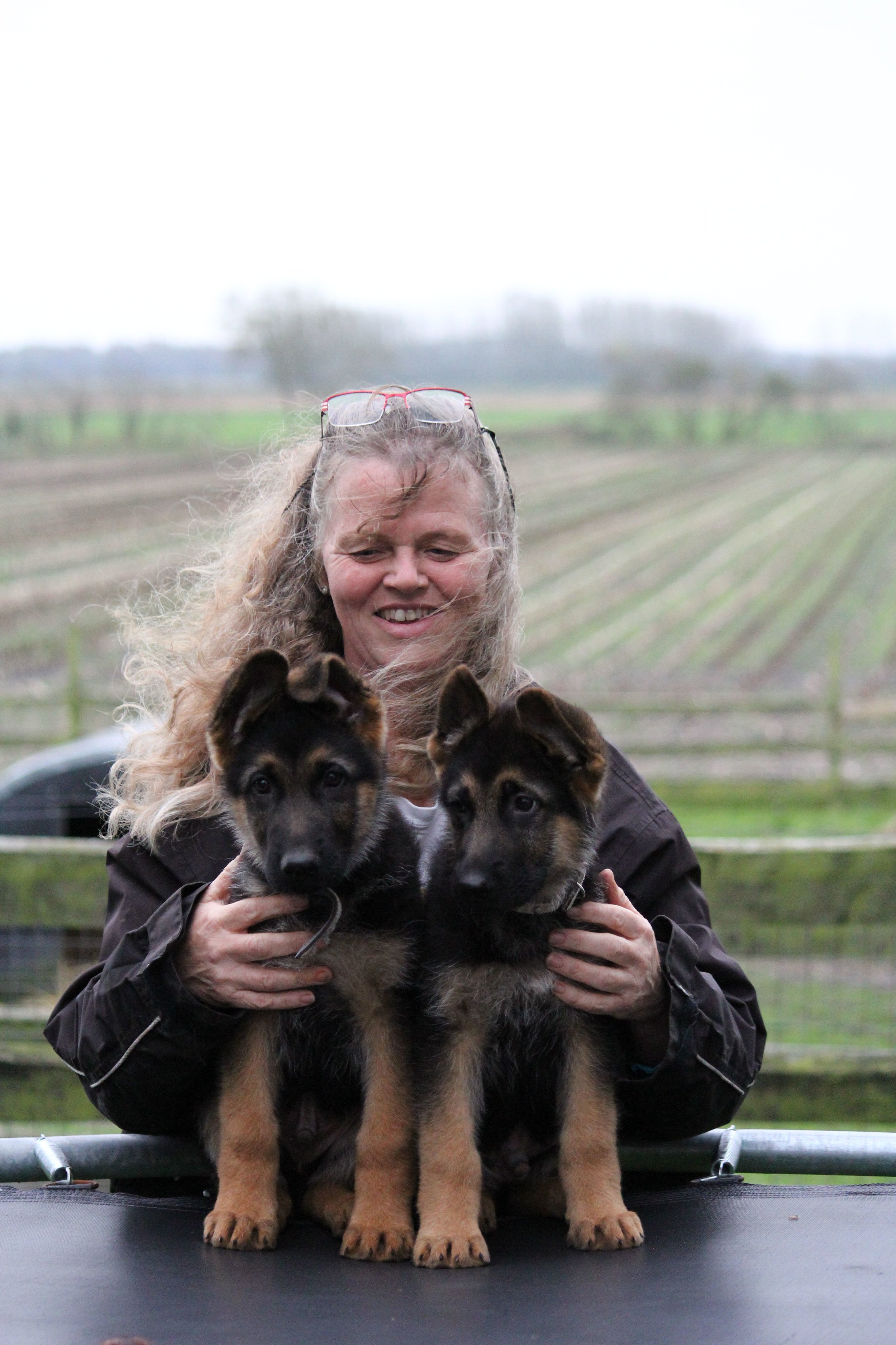 Schæferhvalpe fra Kennel Roager