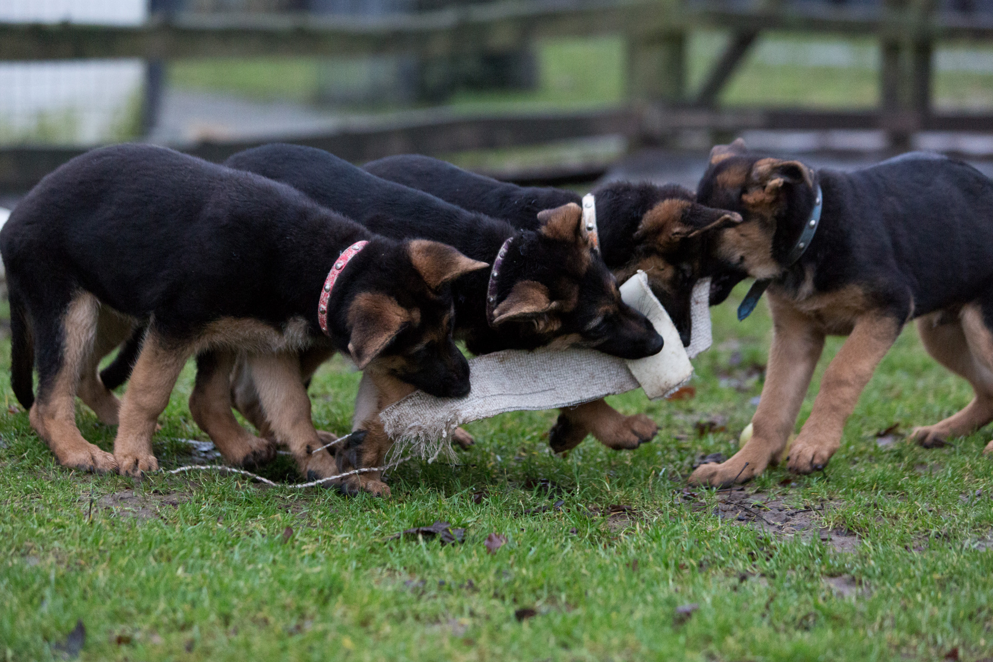 Schæferhvalpe fra Kennel Roager