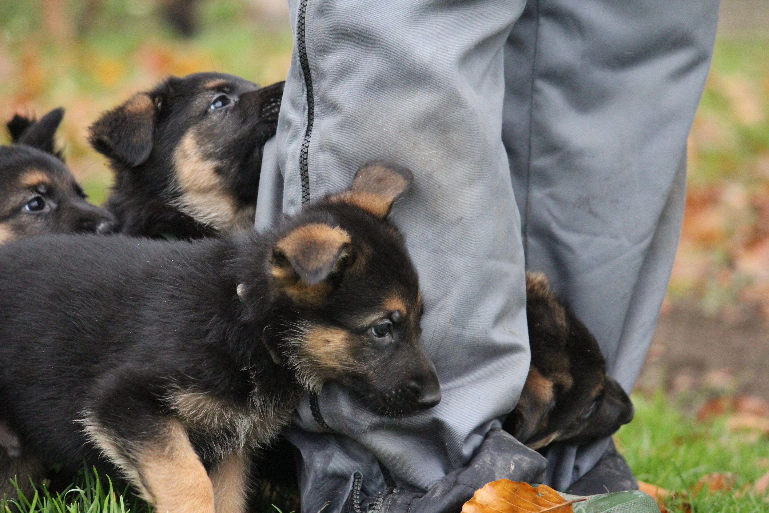 Schæferhvalpe fra Kennel Roager