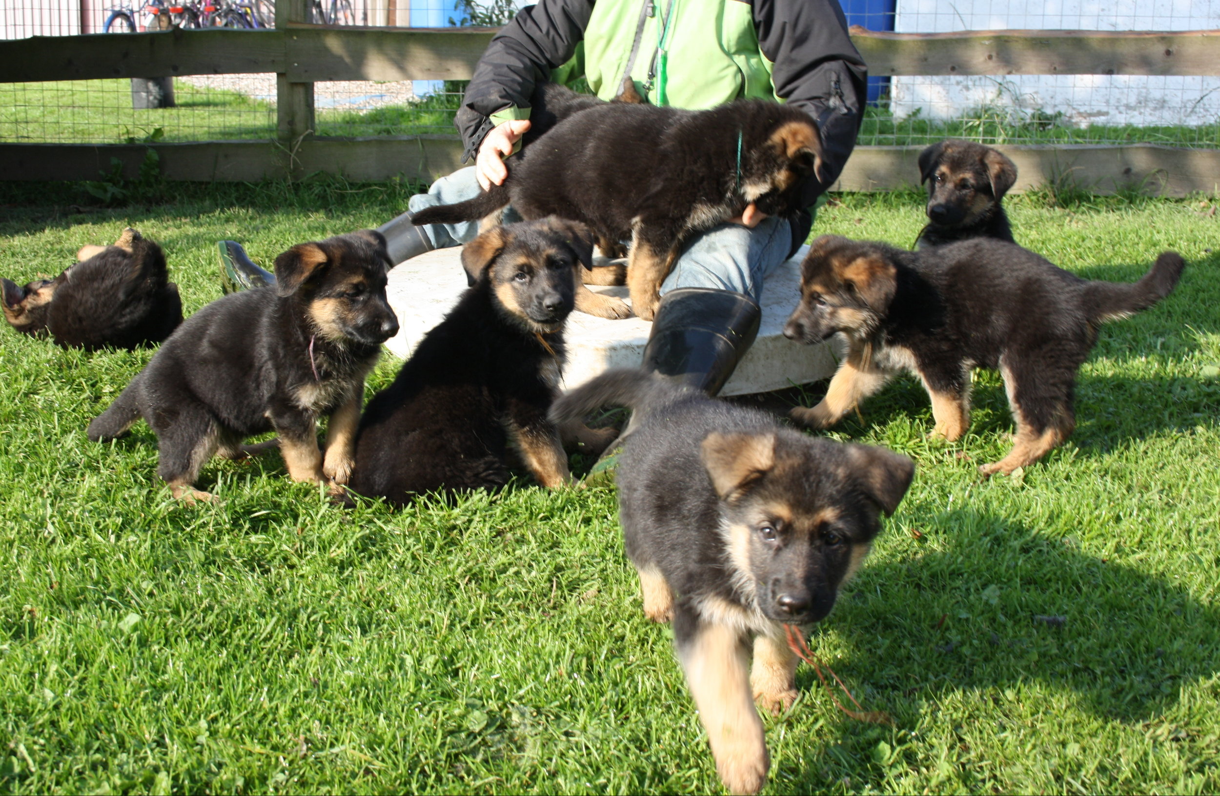 Schæferhvalpe fra Kennel Roager