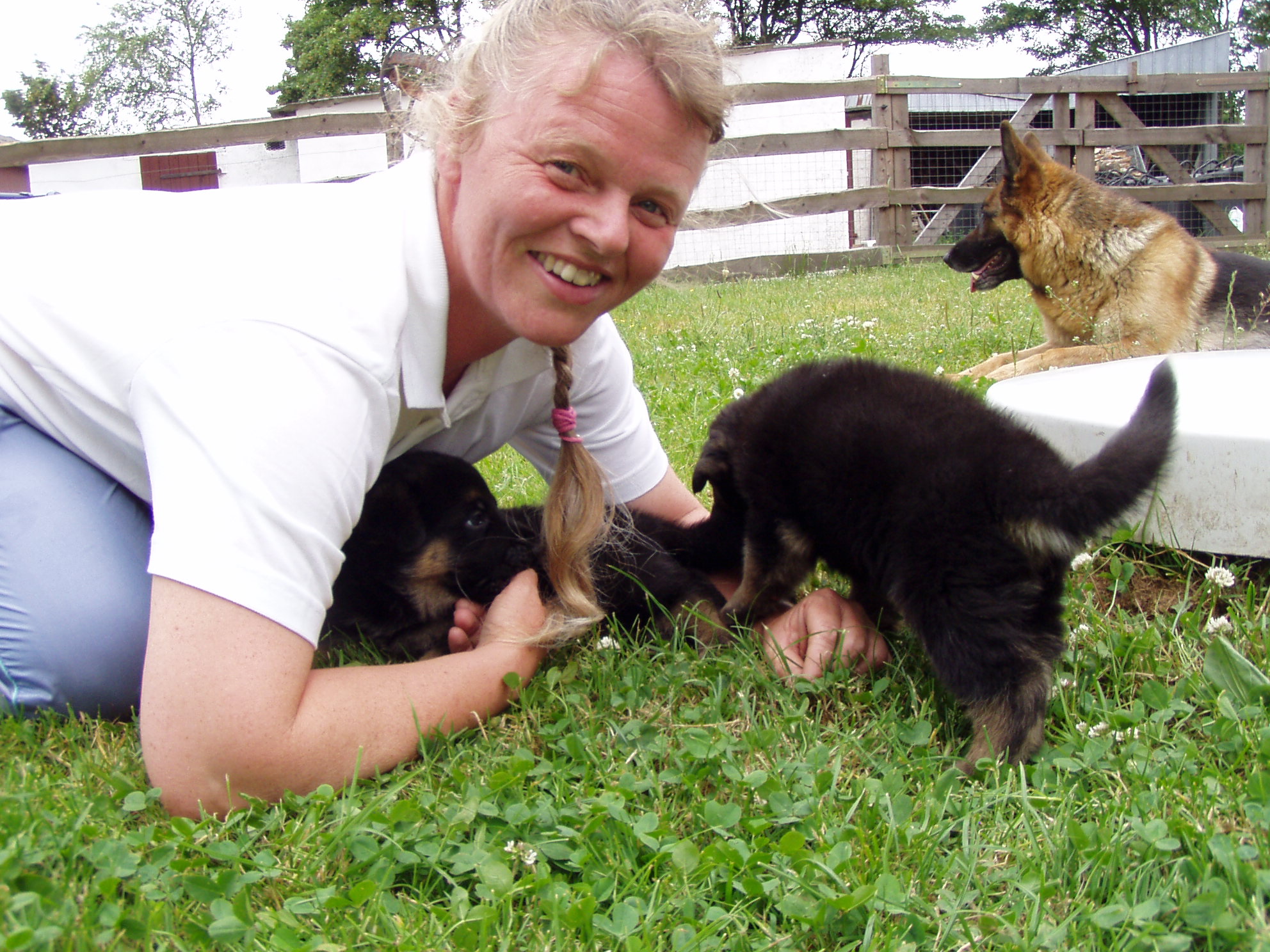 Schæferhvalpe fra Kennel Roager