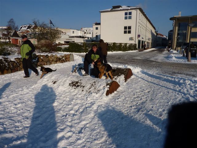 Schæferhvalpe på bytur