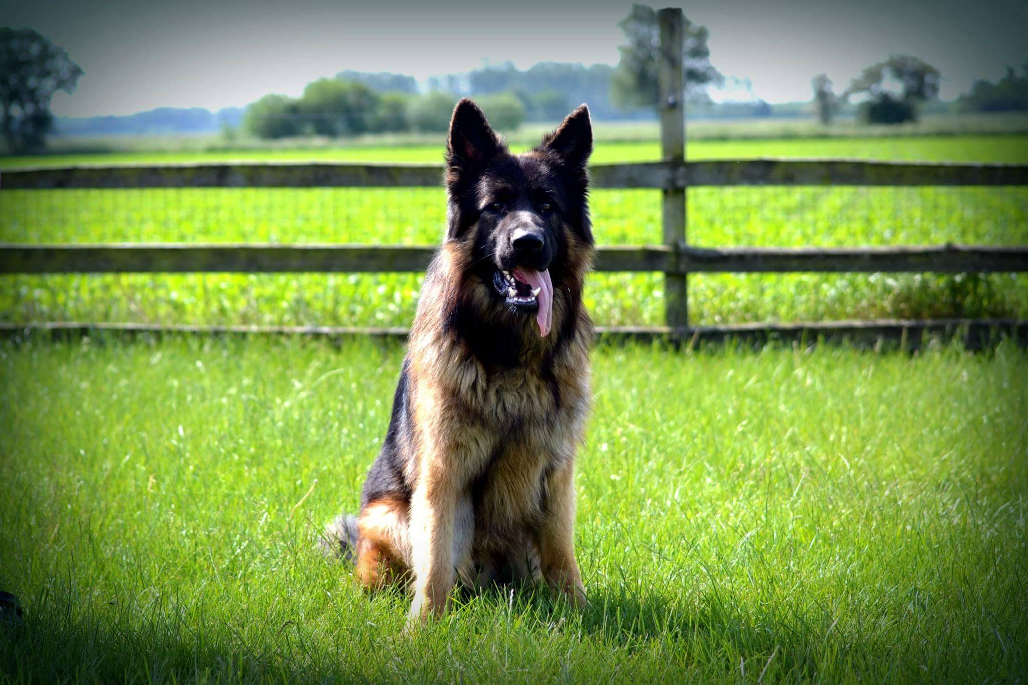 Langstockhåret schæferhan fra Kennel Roager