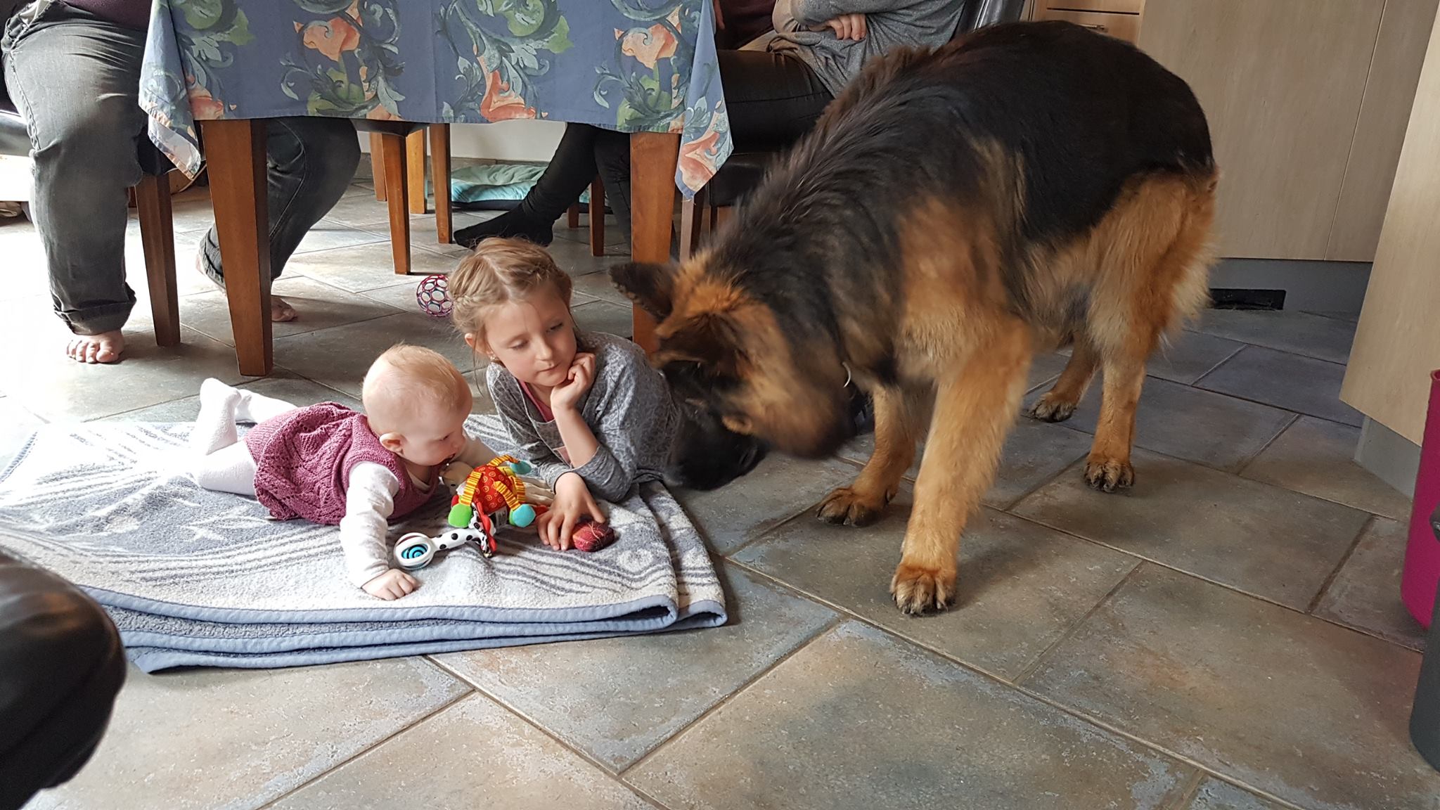 Langstockhåret schæferhan fra Kennel Roager