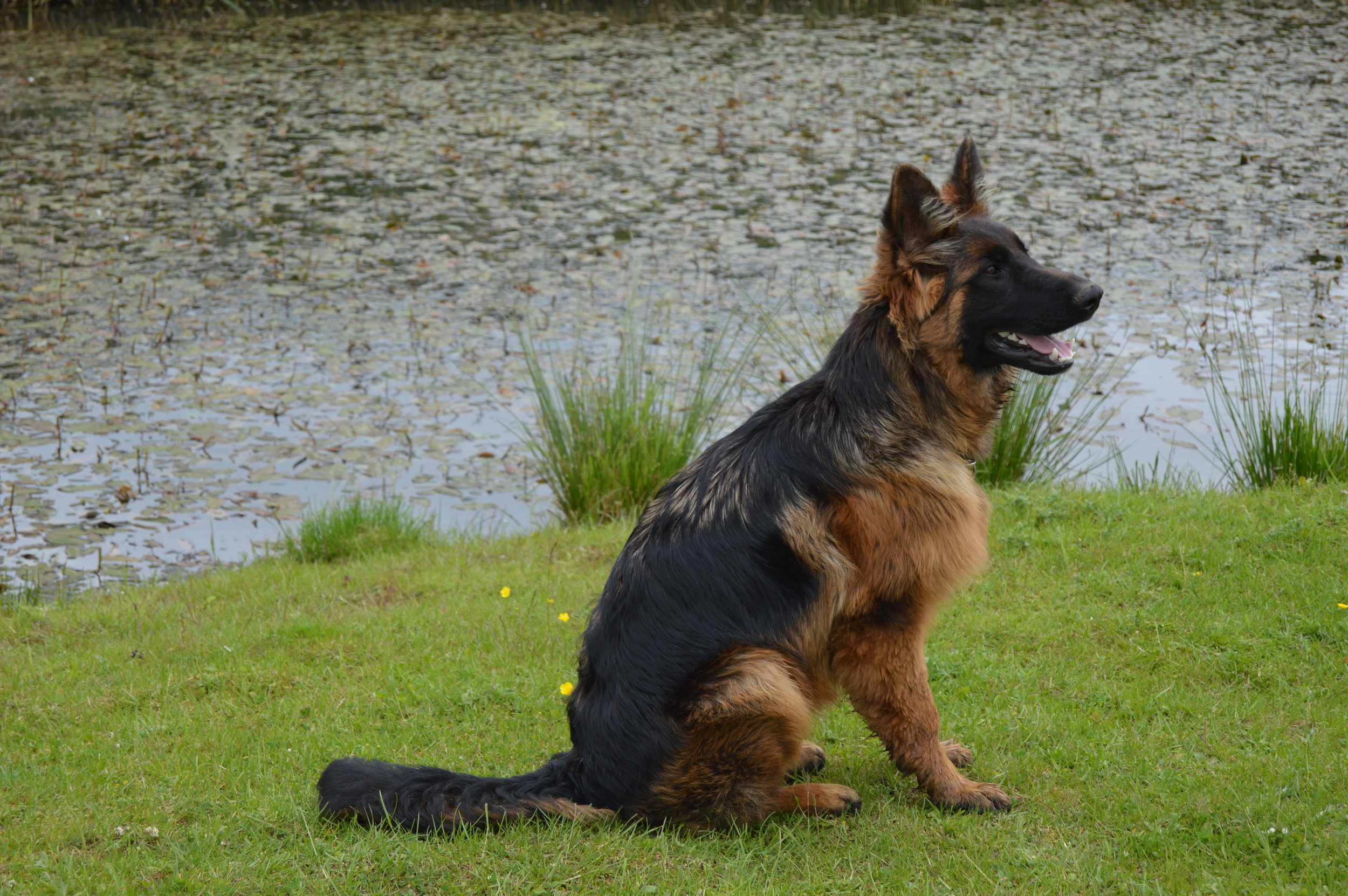 Schæfer fra Kennel Roager