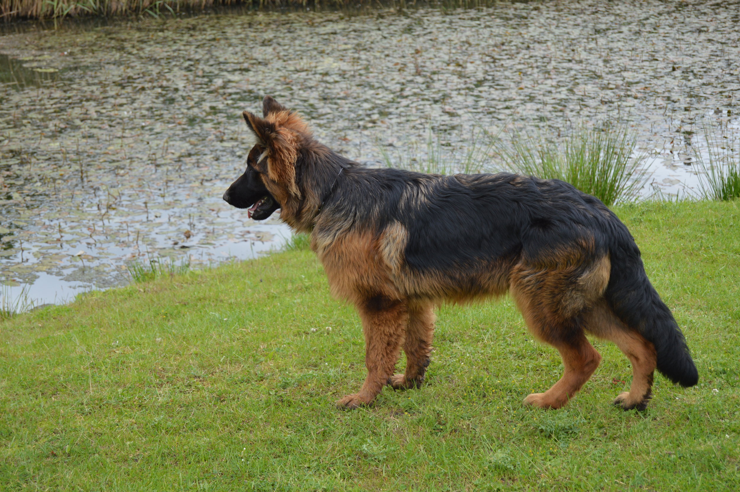 Schæfer fra Kennel Roager