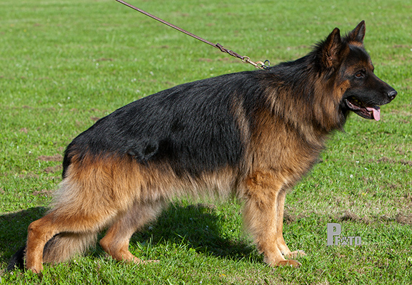 Langstockhåret schæferhan fra Kennel Roager