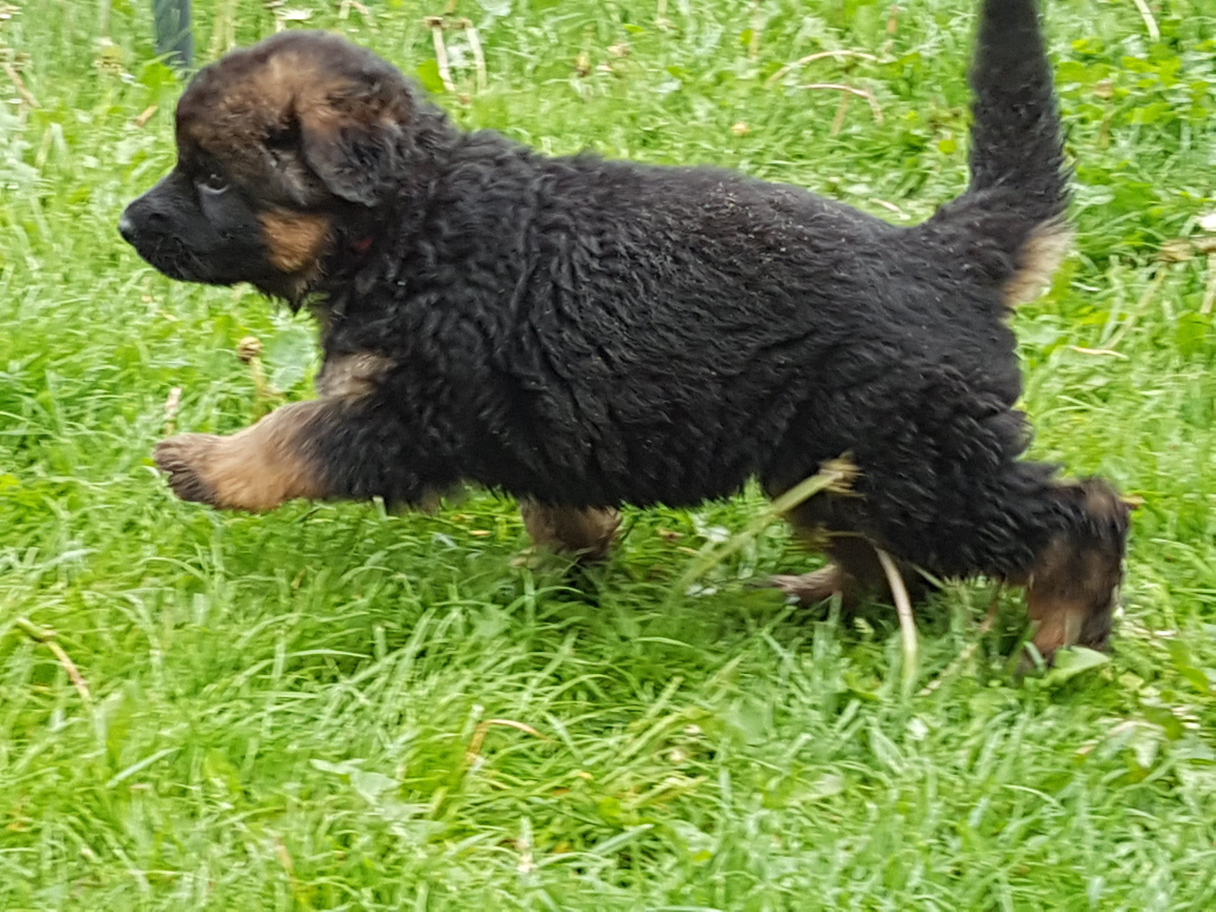 Schæferhvalp fra Kennel Roager