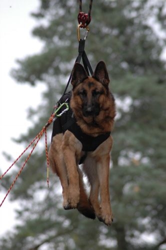 Schæfertæve fra Kennel Roager