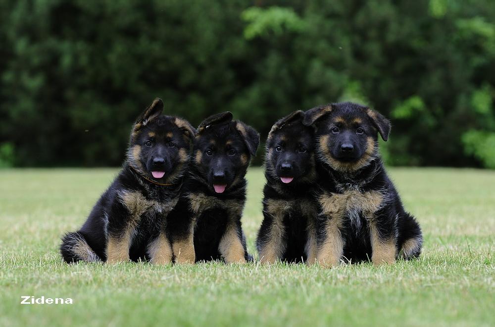 Schæferhvalpe fra Kennel Roager